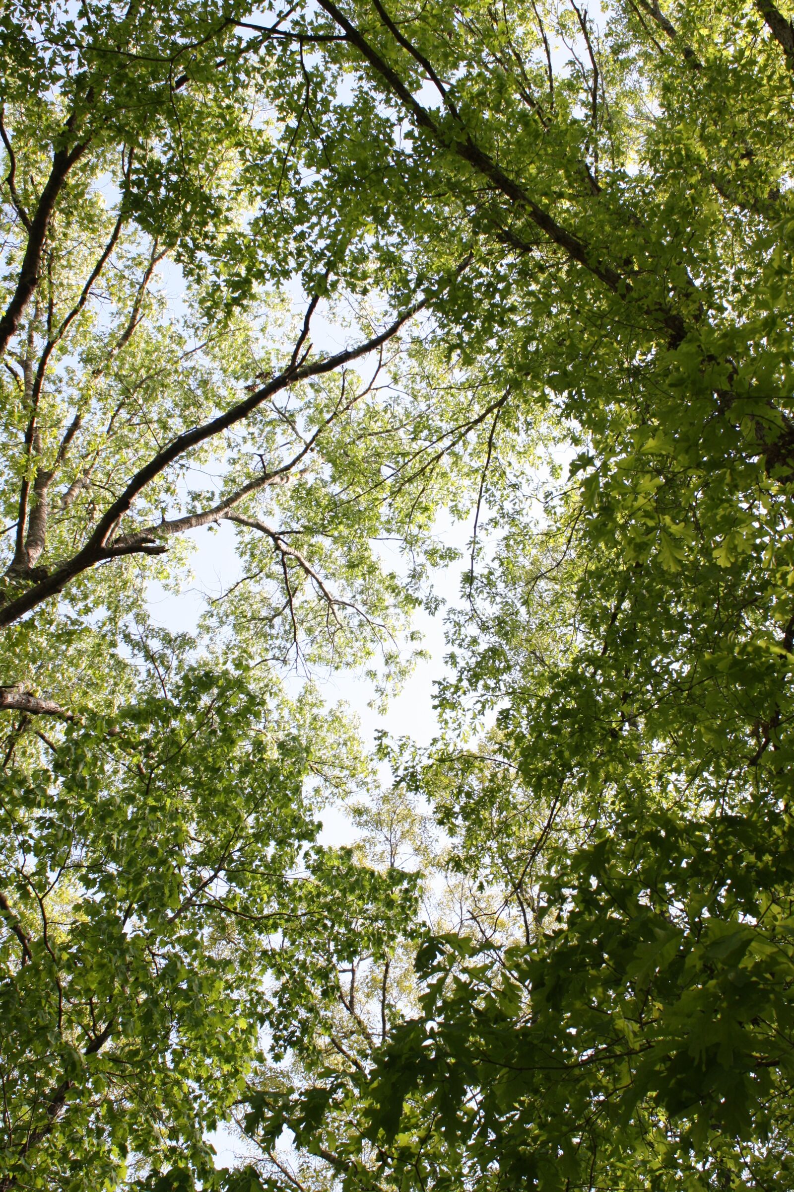 Canon EOS 1000D (EOS Digital Rebel XS / EOS Kiss F) sample photo. Nature, forest, wood photography