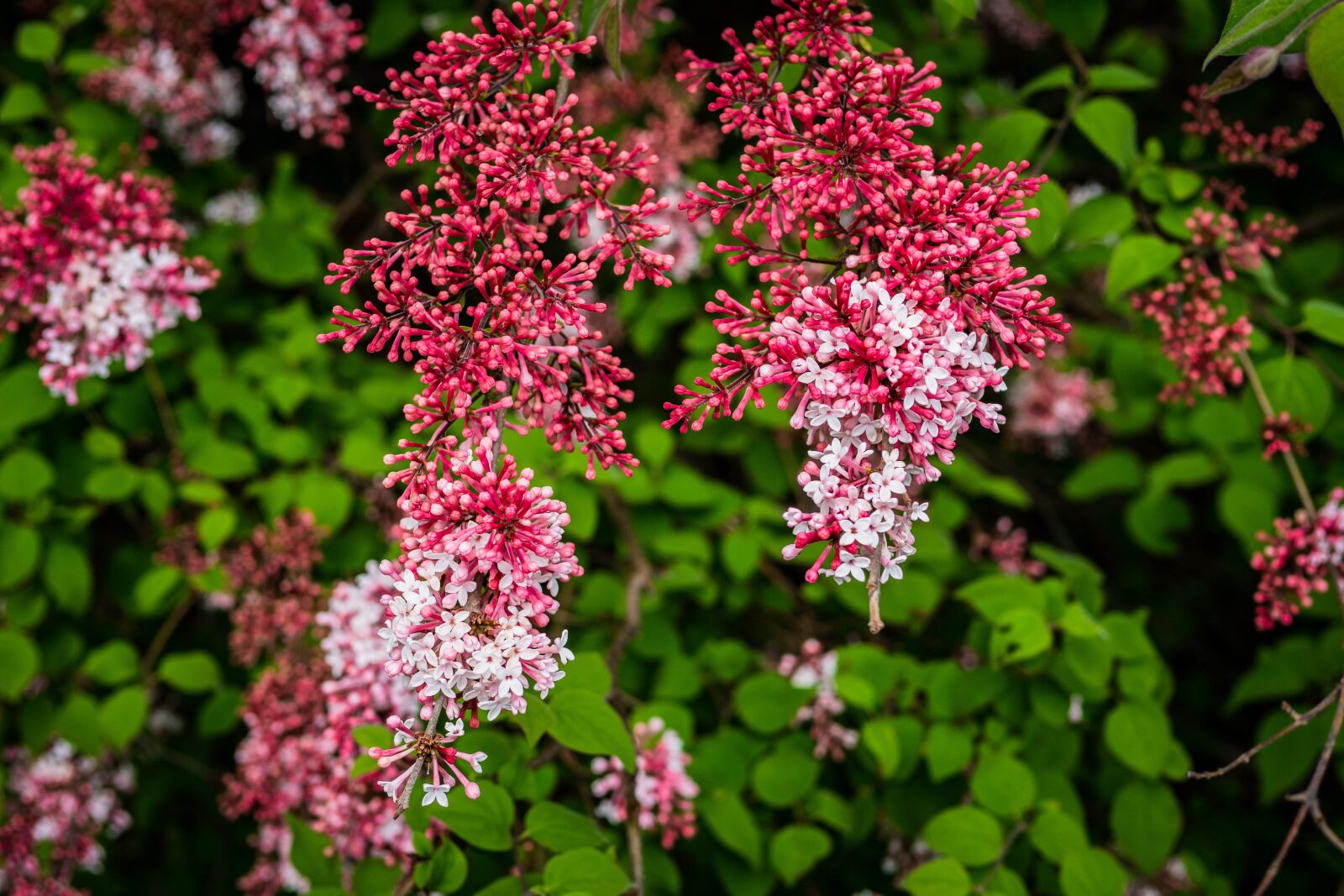 Panasonic Leica DG Summilux 25mm F1.4 II ASPH sample photo. Lilac, flower, buds photography
