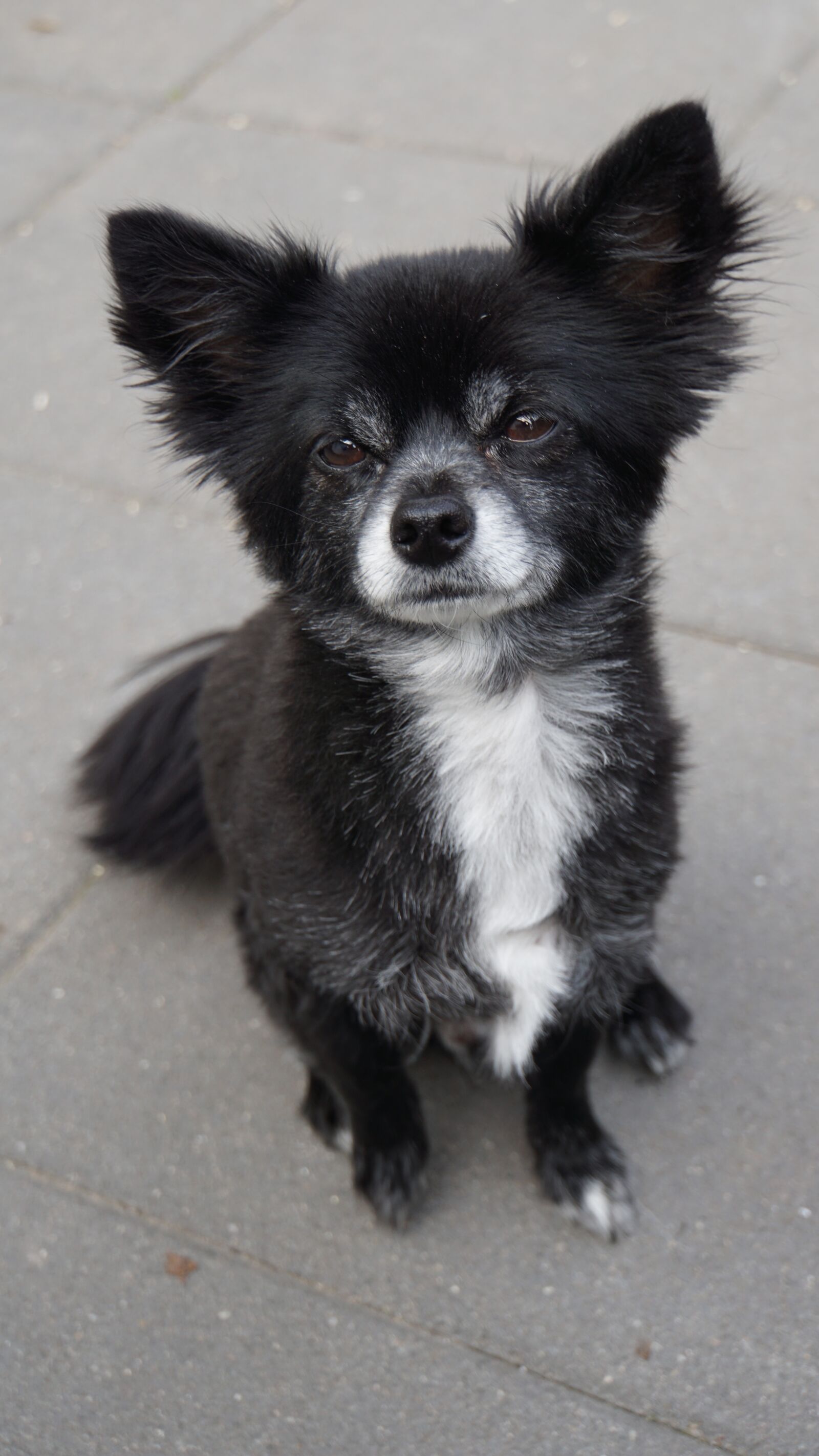 Sony E 18-200mm F3.5-6.3 OSS LE sample photo. Chihuahua, dog, small photography