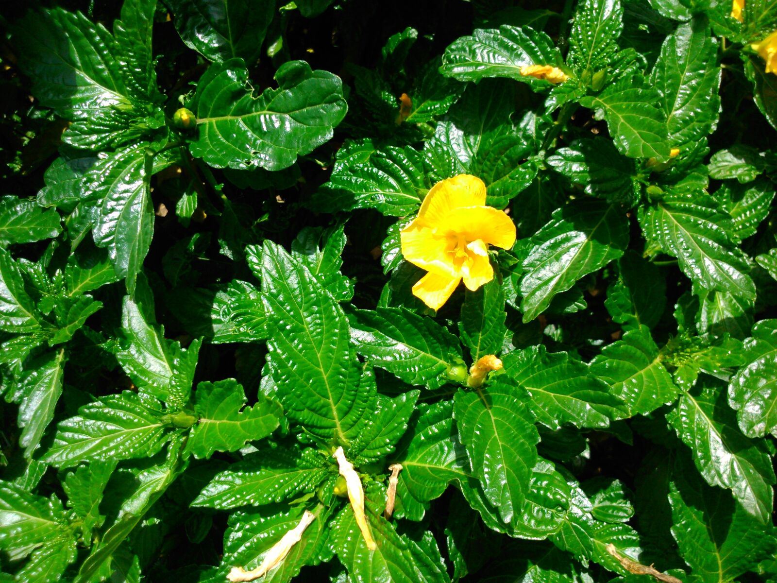 Sony Xperia L sample photo. Flor, flor amarilla, jard photography