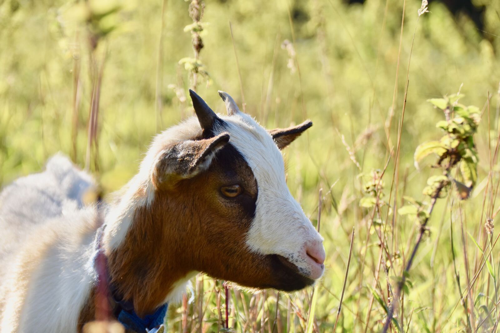 Nikon D5600 sample photo. Goat, small goat, horns photography
