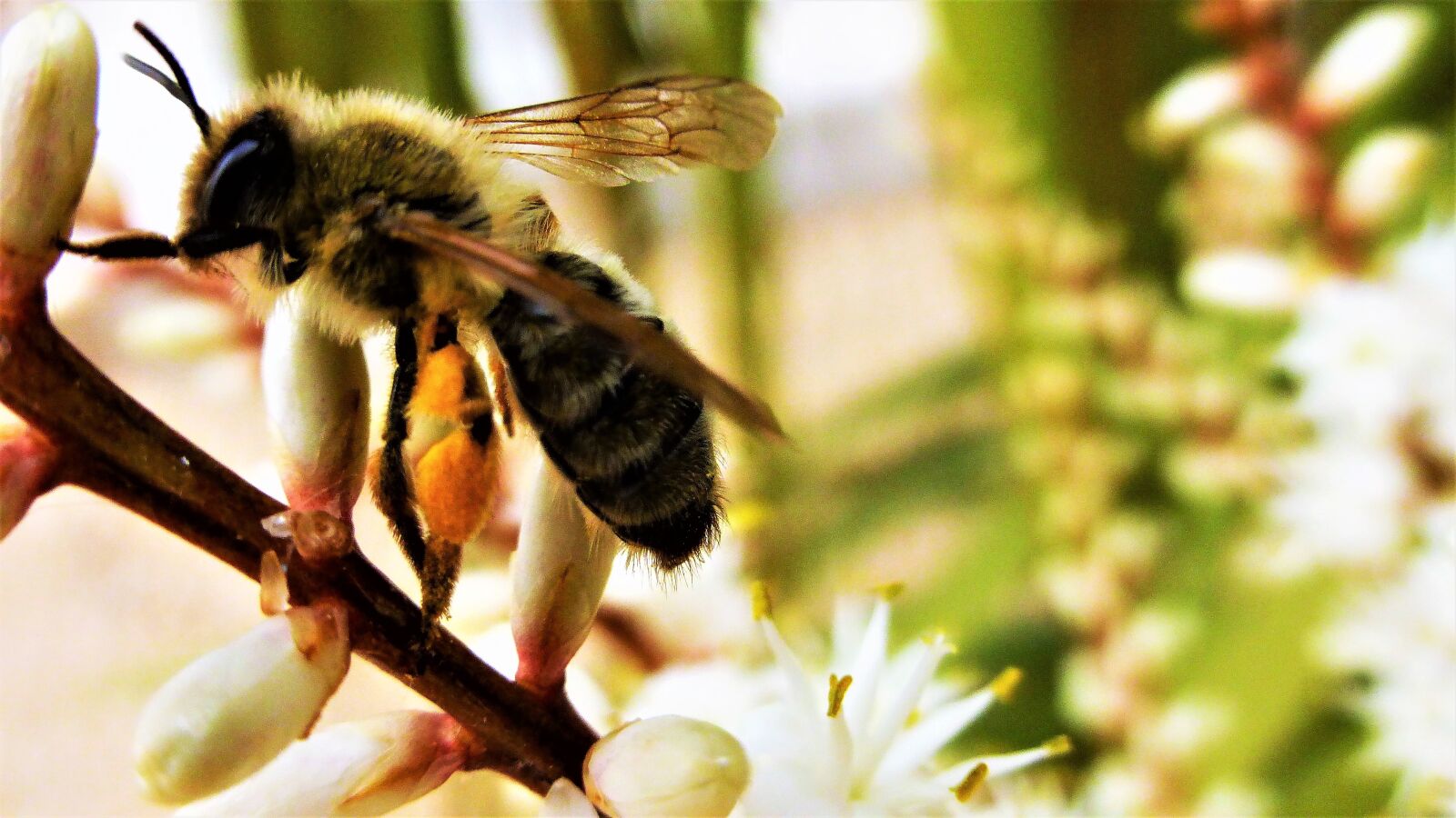 Panasonic Lumix DMC-ZS25 (Lumix DMC-TZ35) sample photo. Bee, nature, pollination photography