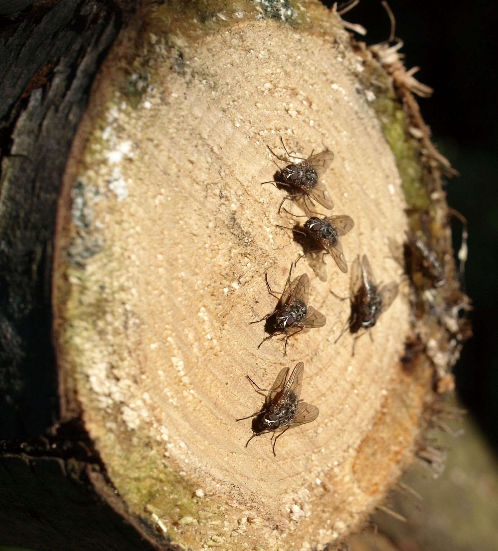 Olympus E-520 (EVOLT E-520) sample photo. Flies, insect, wood photography