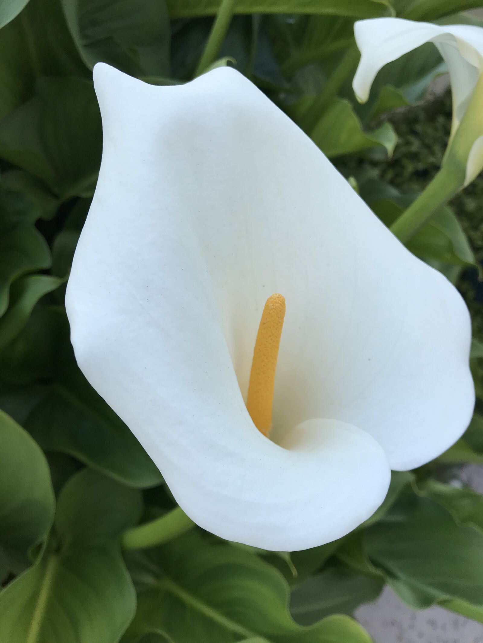 iPhone 7 back camera 3.99mm f/1.8 sample photo. Flower, petals, leaves photography