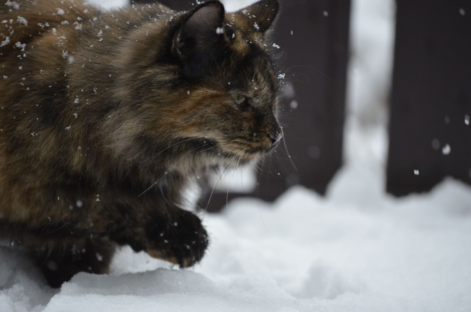 Nikon D5100 sample photo. Cat, snow, winter photography