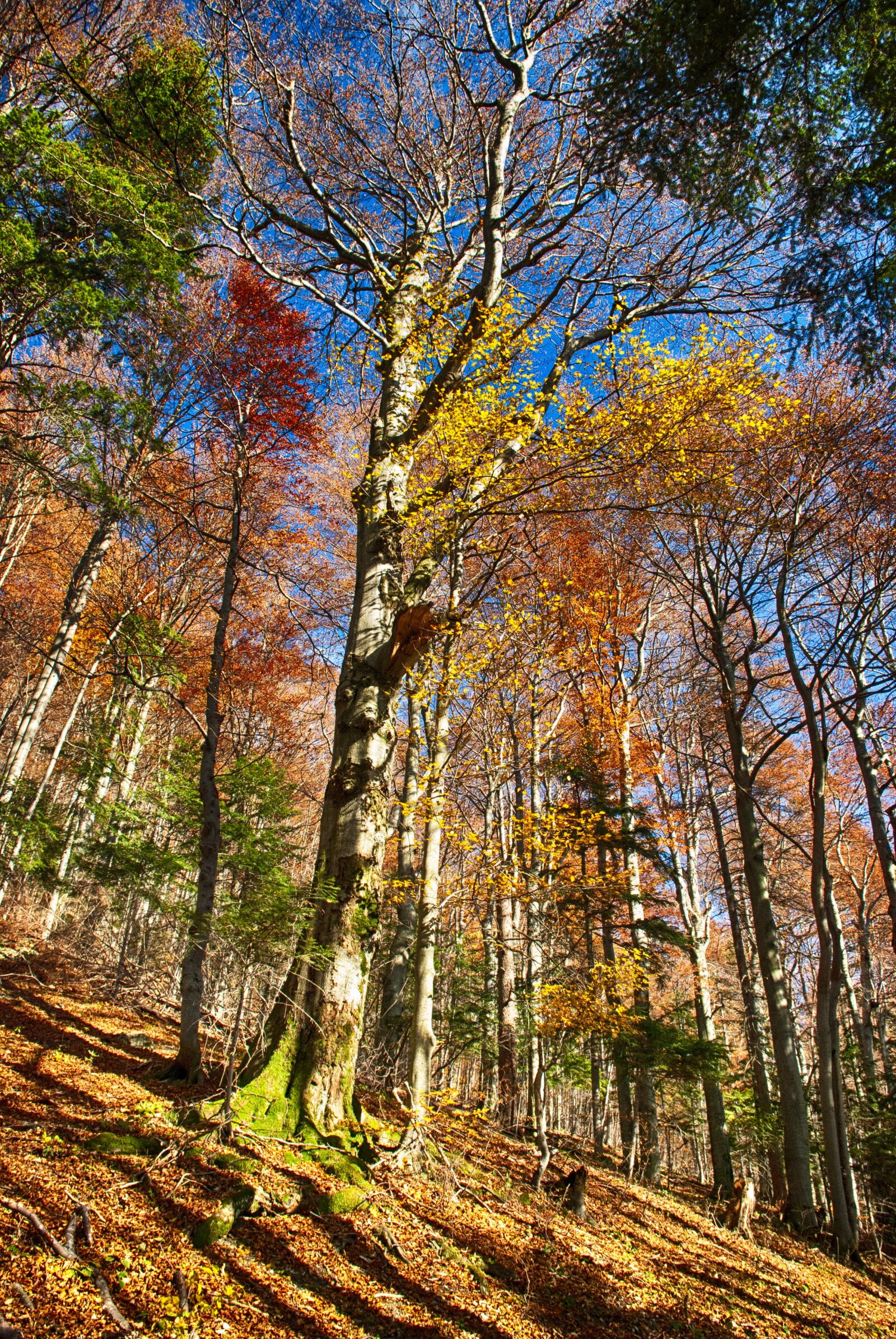 Nikon D80 sample photo. Autumn, nature, forest photography