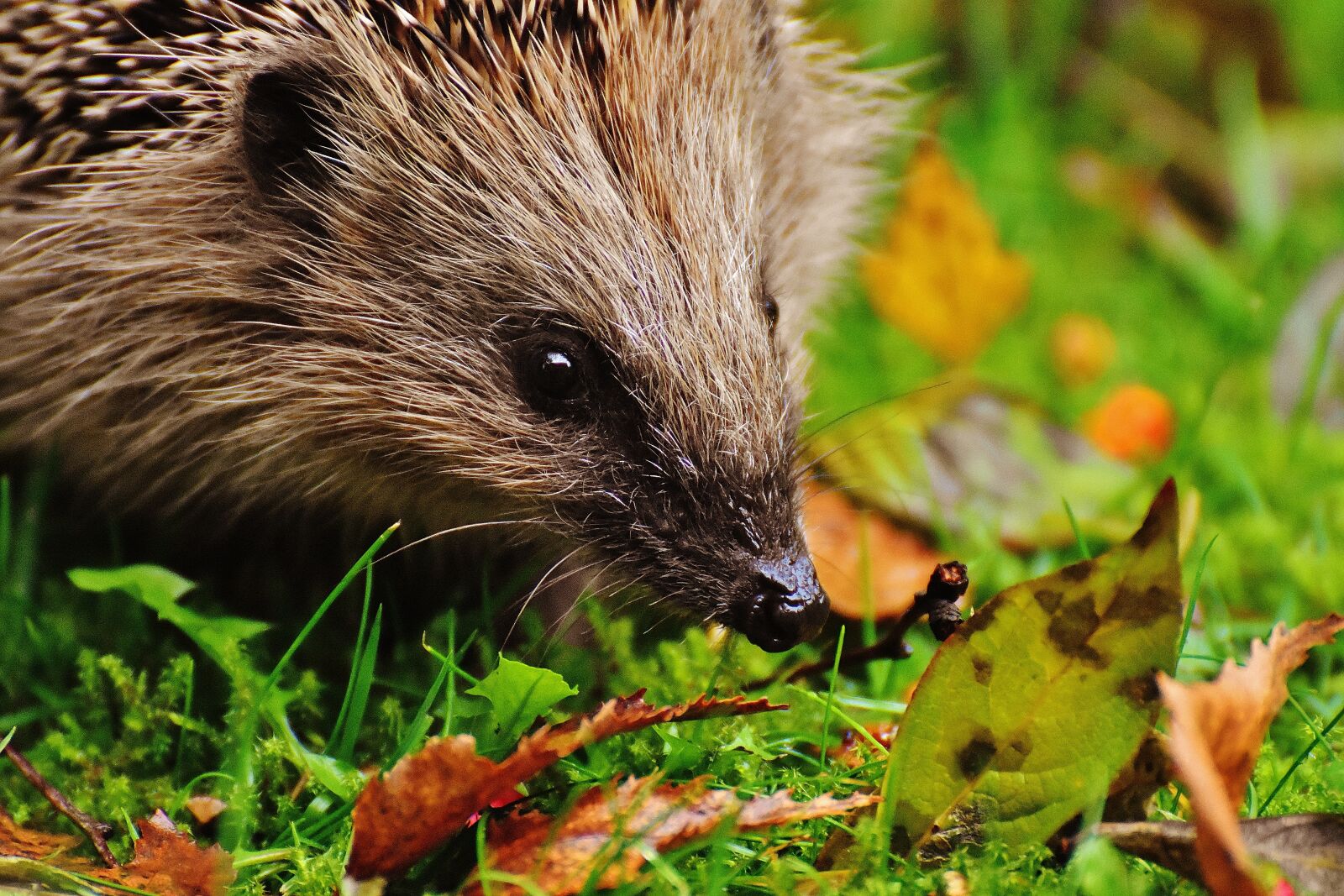 Nikon D7200 sample photo. Hedgehog child, young hedgehog photography