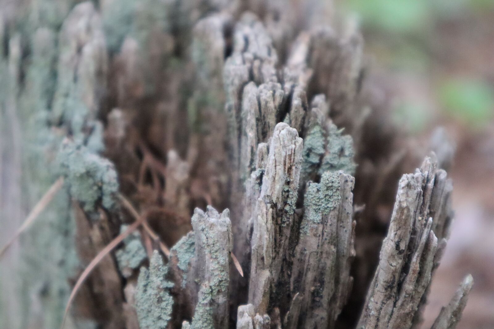 Canon EF-M 15-45mm F3.5-6.3 IS STM sample photo. Wood, nature, stump photography