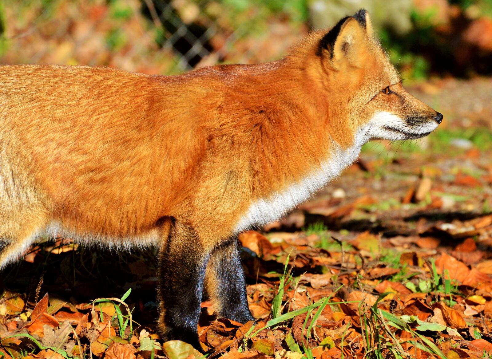 Nikon D3200 sample photo. Fuchs, red fox, predator photography