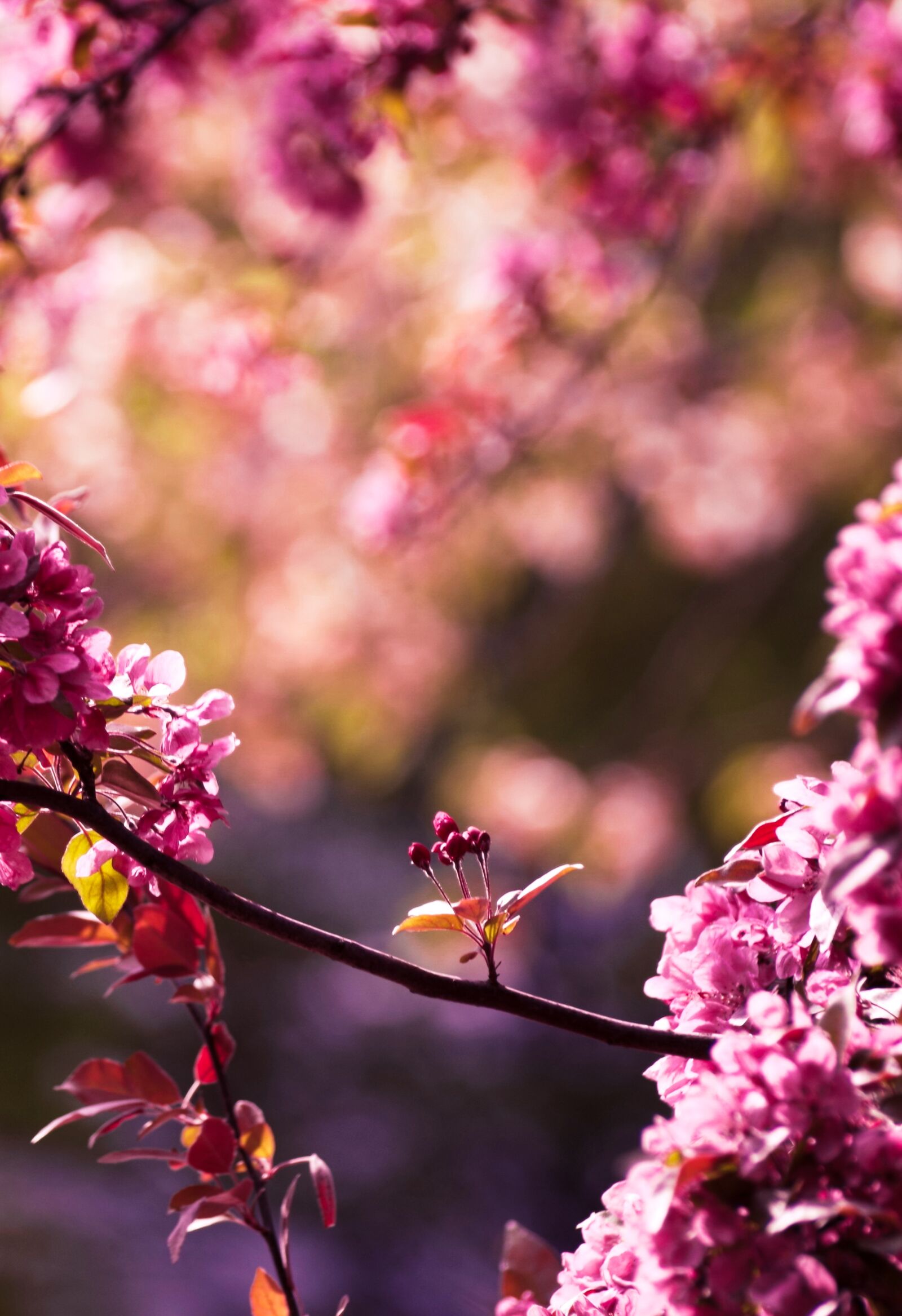 Pentax K-30 sample photo. Spring, color, pink photography