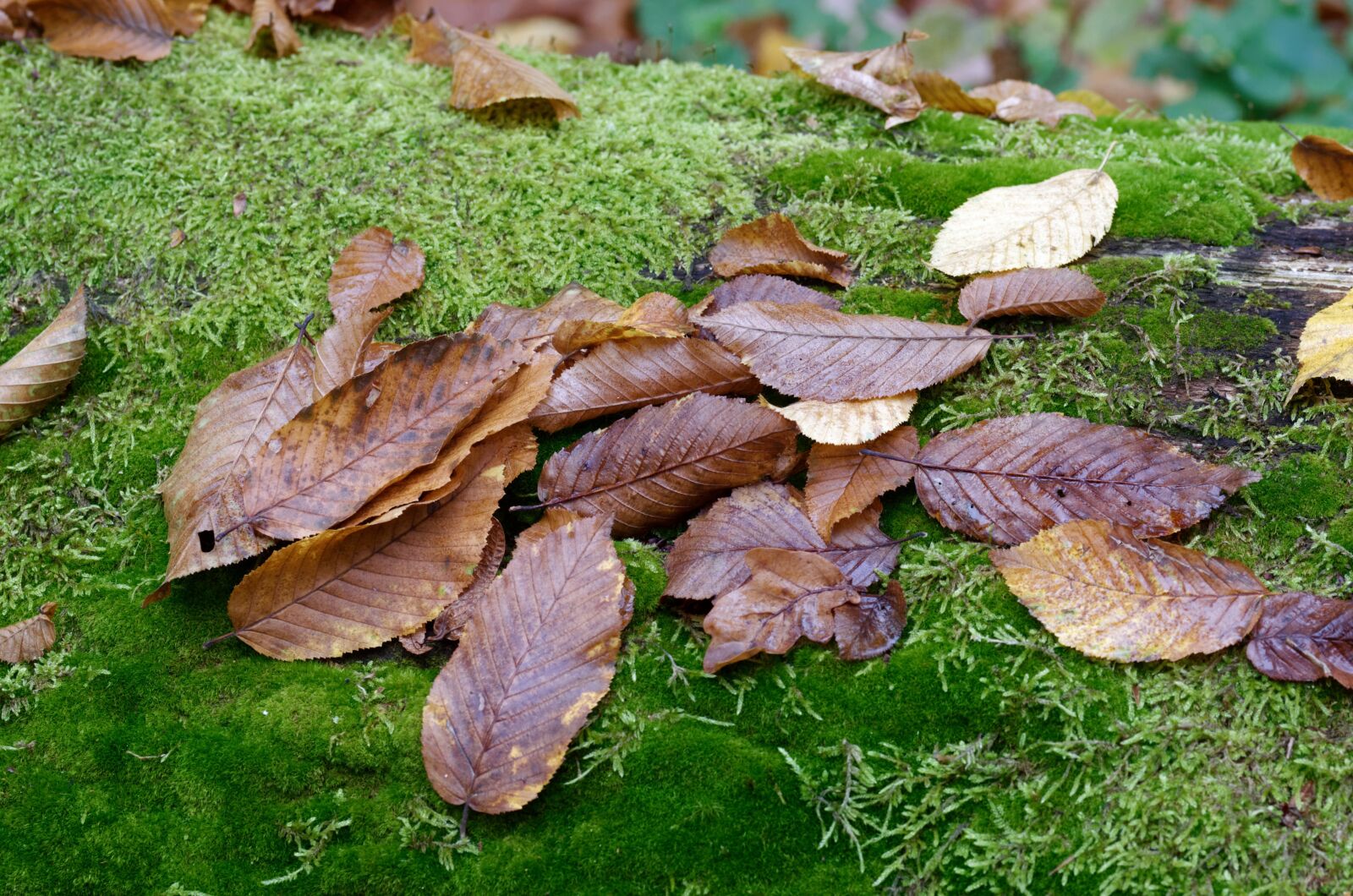 Nikon D5100 sample photo. Leaves, dry, rust photography