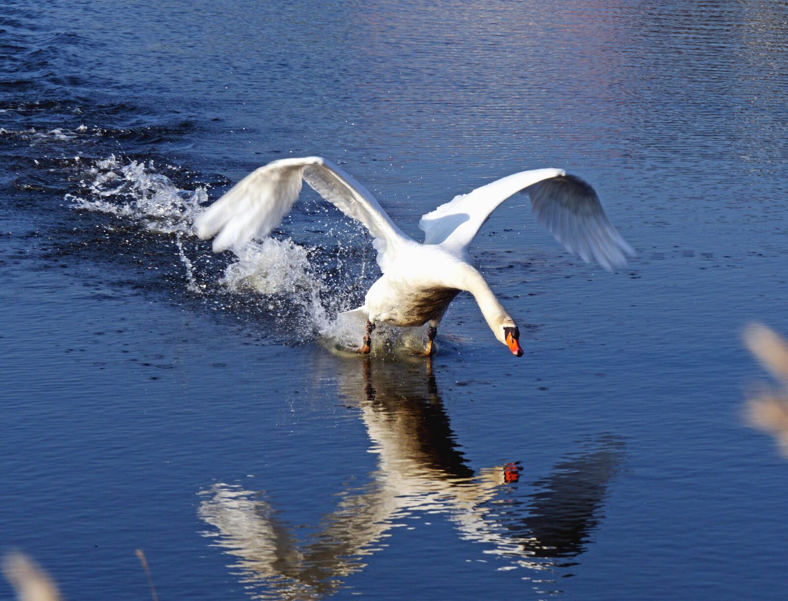 Panasonic Lumix DMC-GH3 sample photo. Water, bird, feather, swan photography