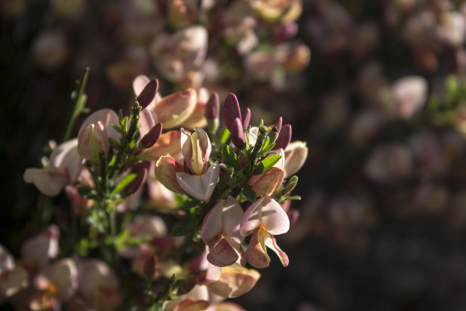 Canon EOS 1100D (EOS Rebel T3 / EOS Kiss X50) sample photo. Blurred, background, flower, garden photography