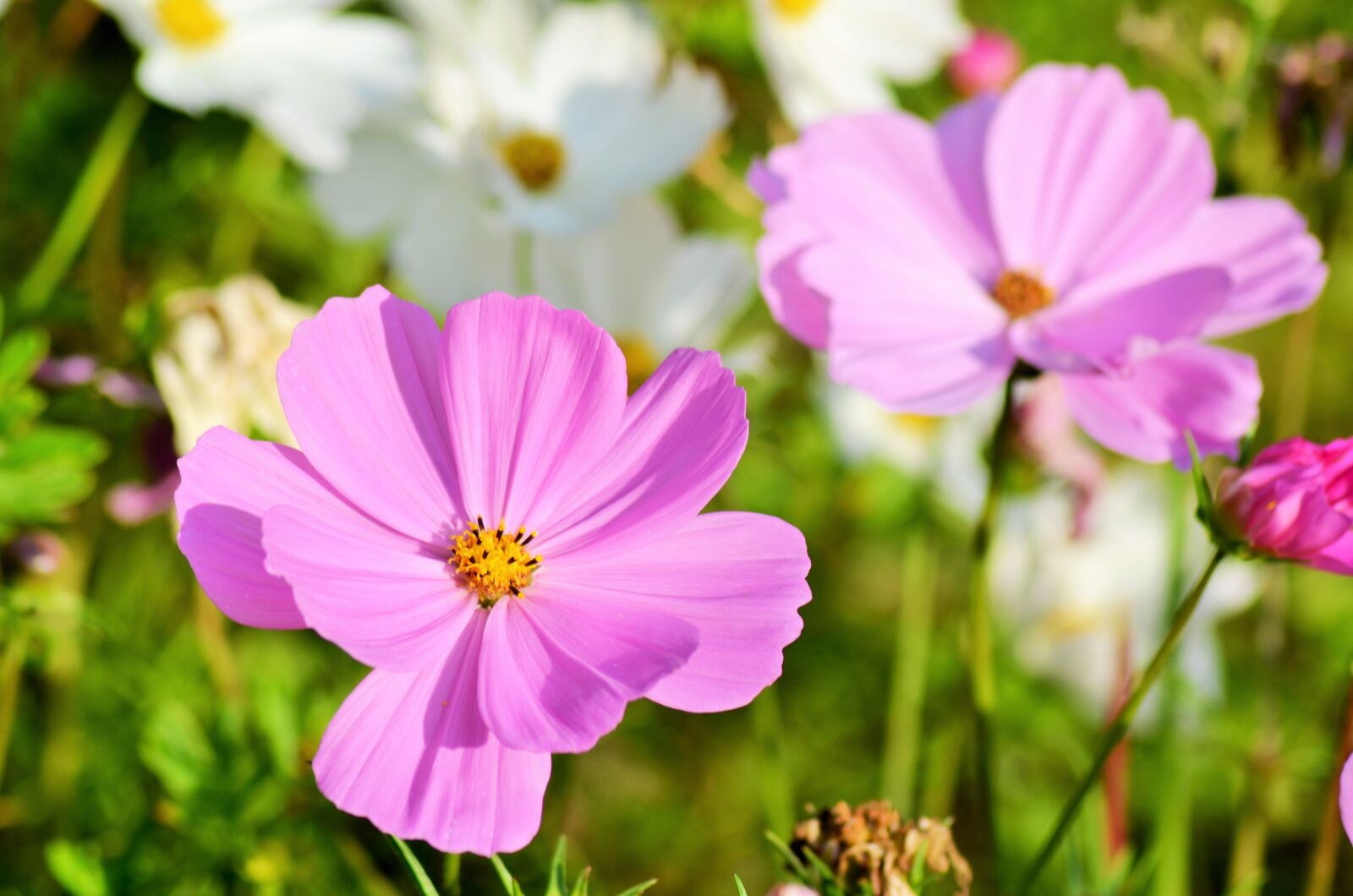 Nikon D5100 sample photo. Cosmos, flowers, nature photography