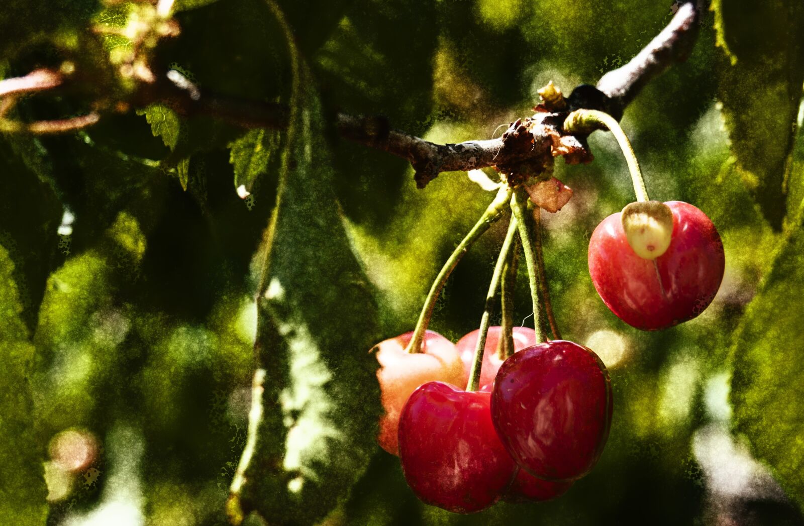 Olympus OM-D E-M5 II sample photo. Texture, red, cherry photography