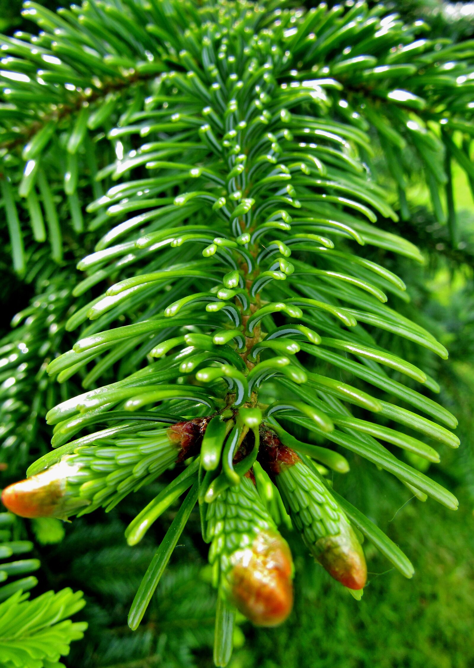 Canon POWERSHOT SX432 IS sample photo. Fir tree, fir tips photography