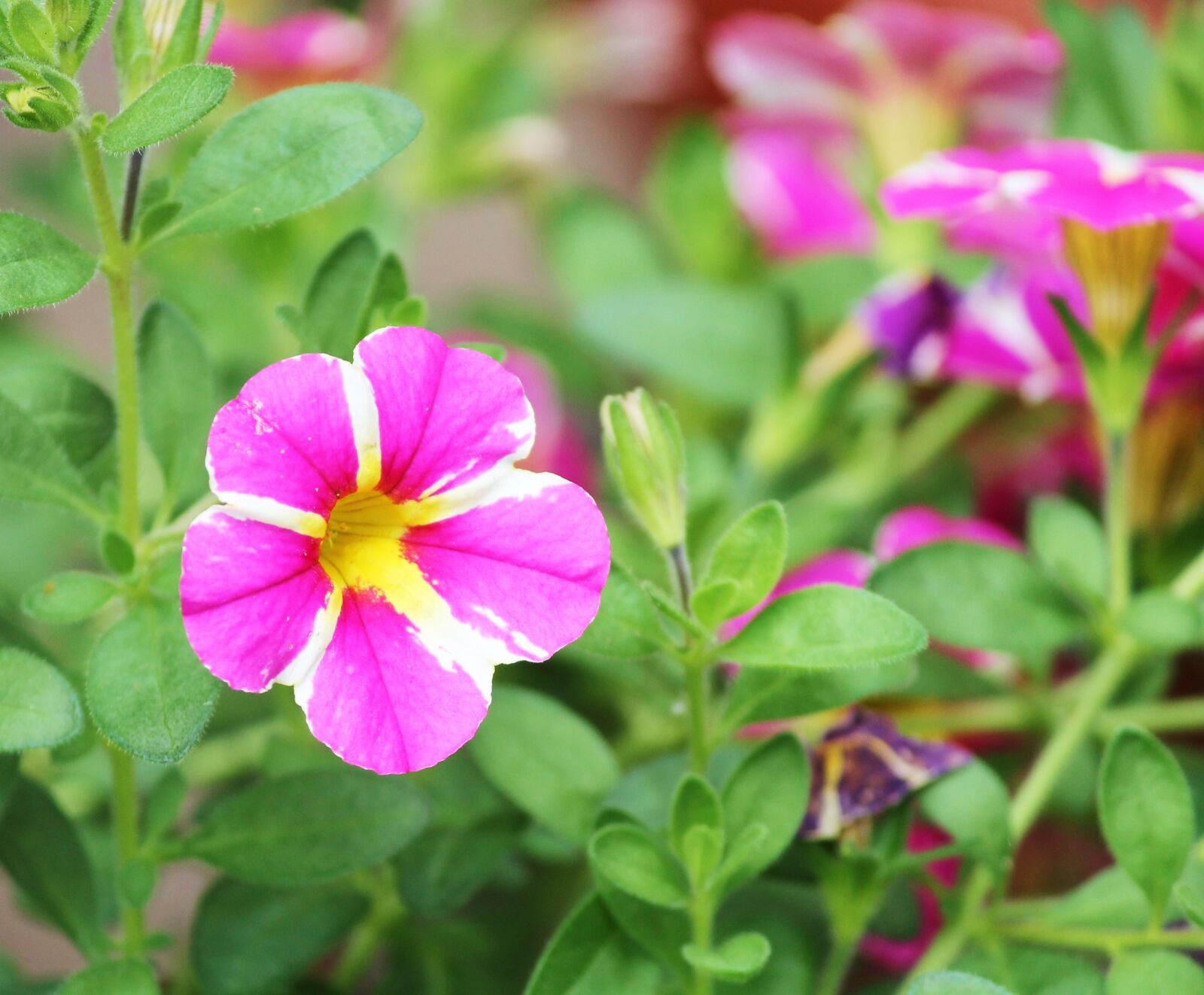 Canon EOS 1100D (EOS Rebel T3 / EOS Kiss X50) sample photo. Petunia, ornamental plant, nachtschattengew photography