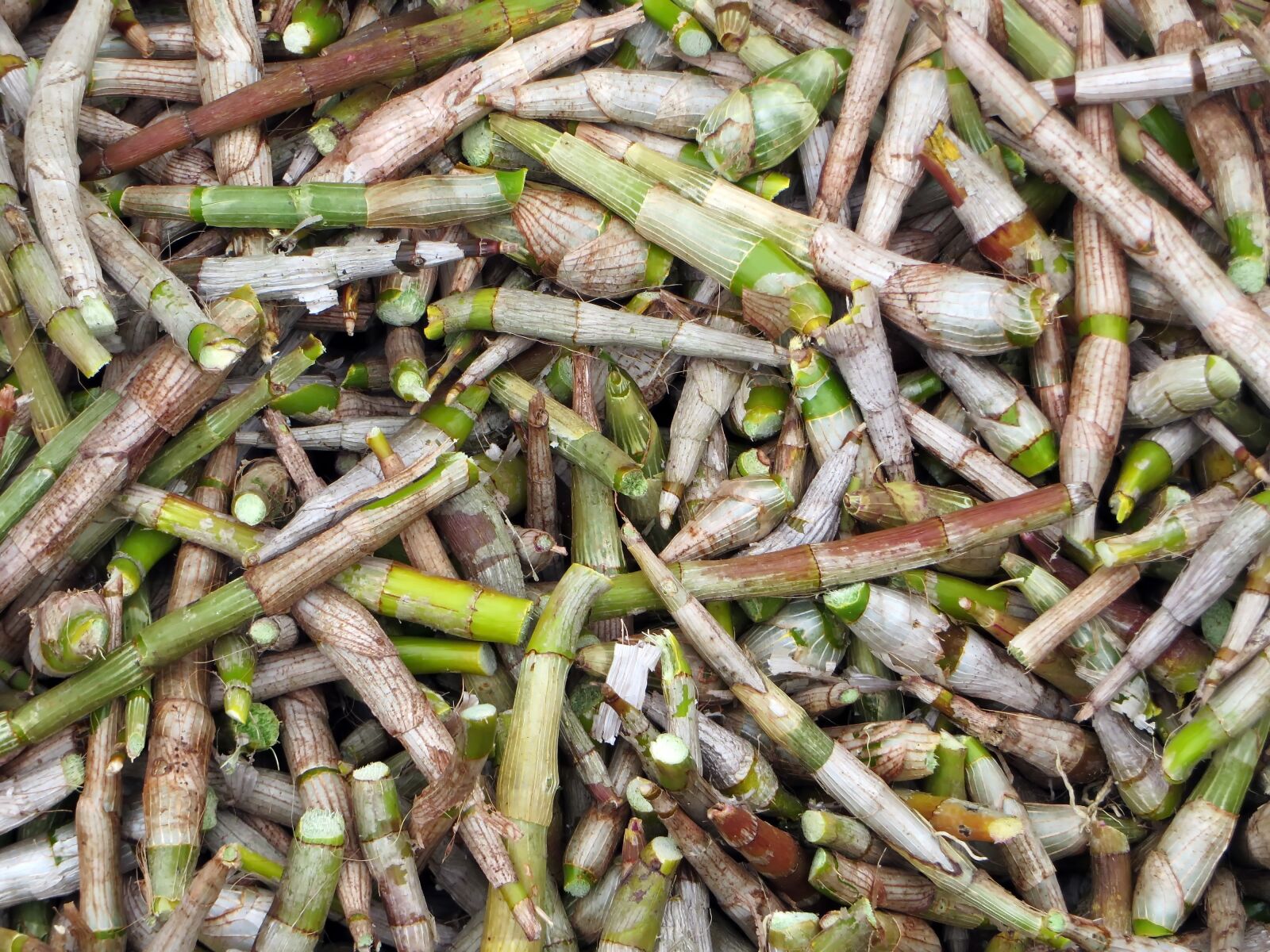 Canon PowerShot SX270 HS sample photo. Laos, market, bamboo shoots photography