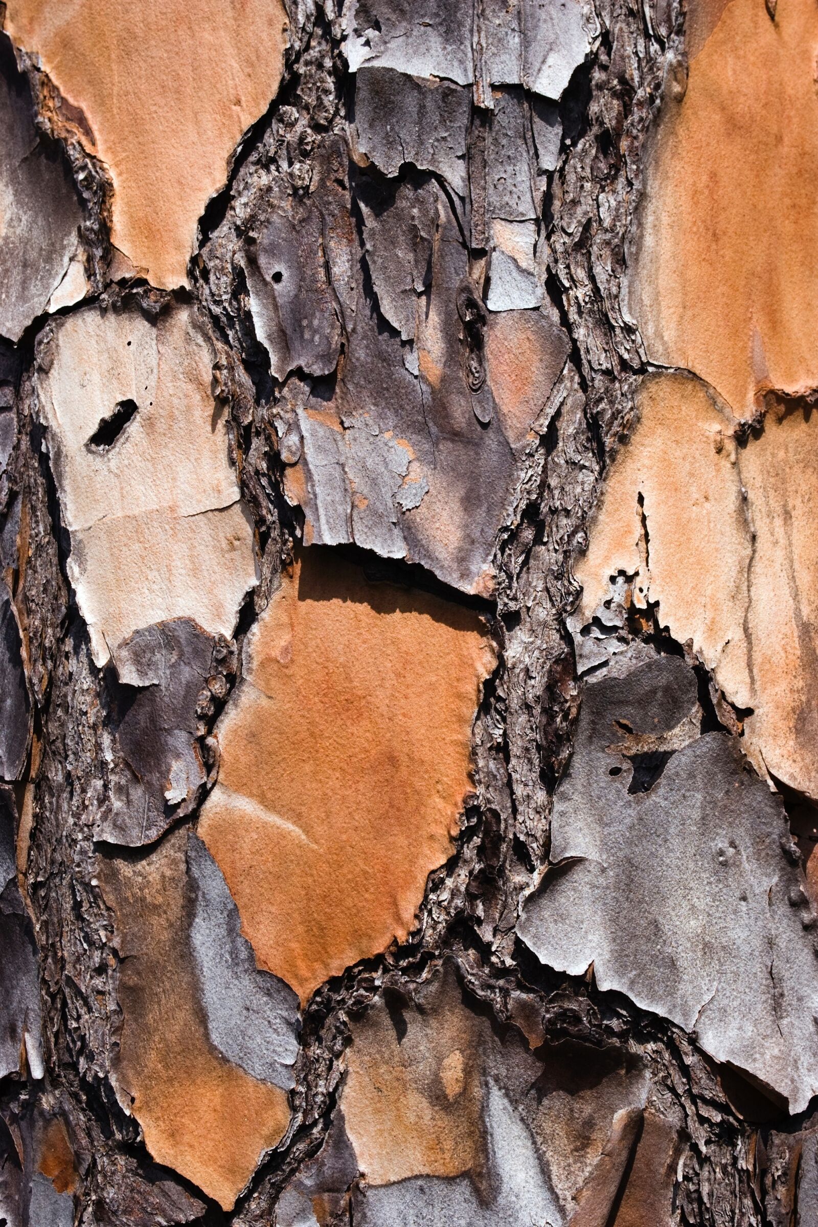 Pentax K110D sample photo. Bark, tree, macro photography