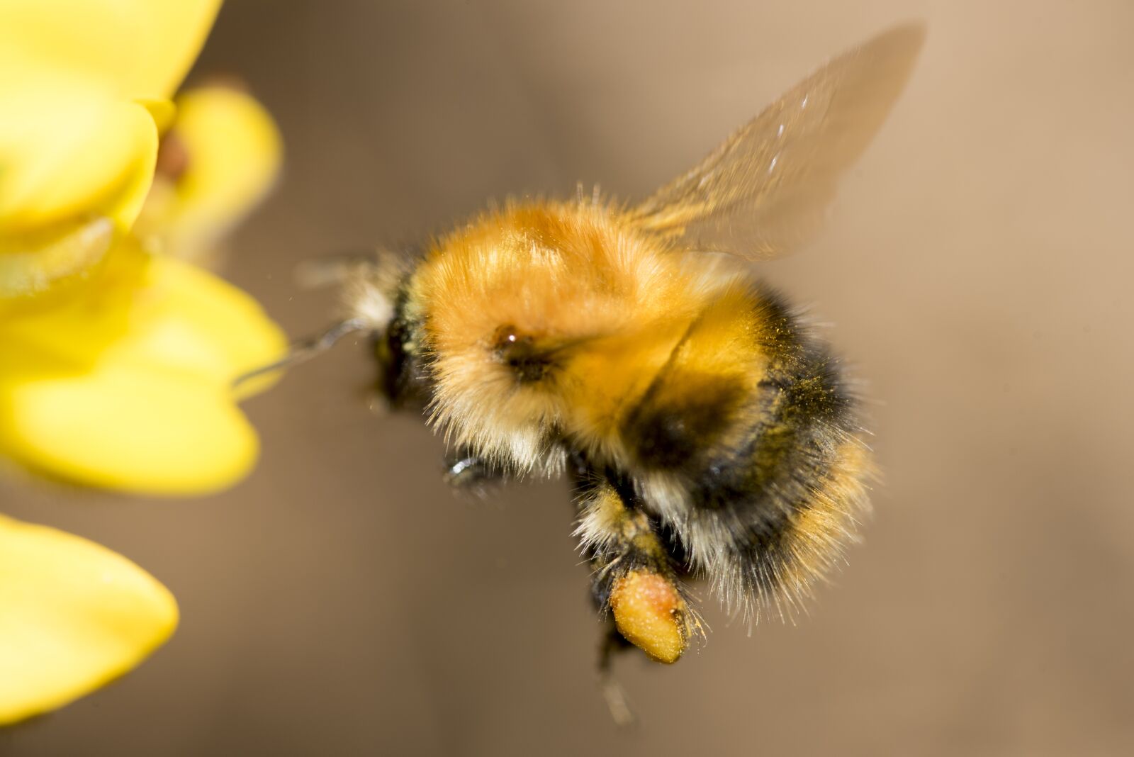 Nikon D750 sample photo. Bee, insect, pollen photography