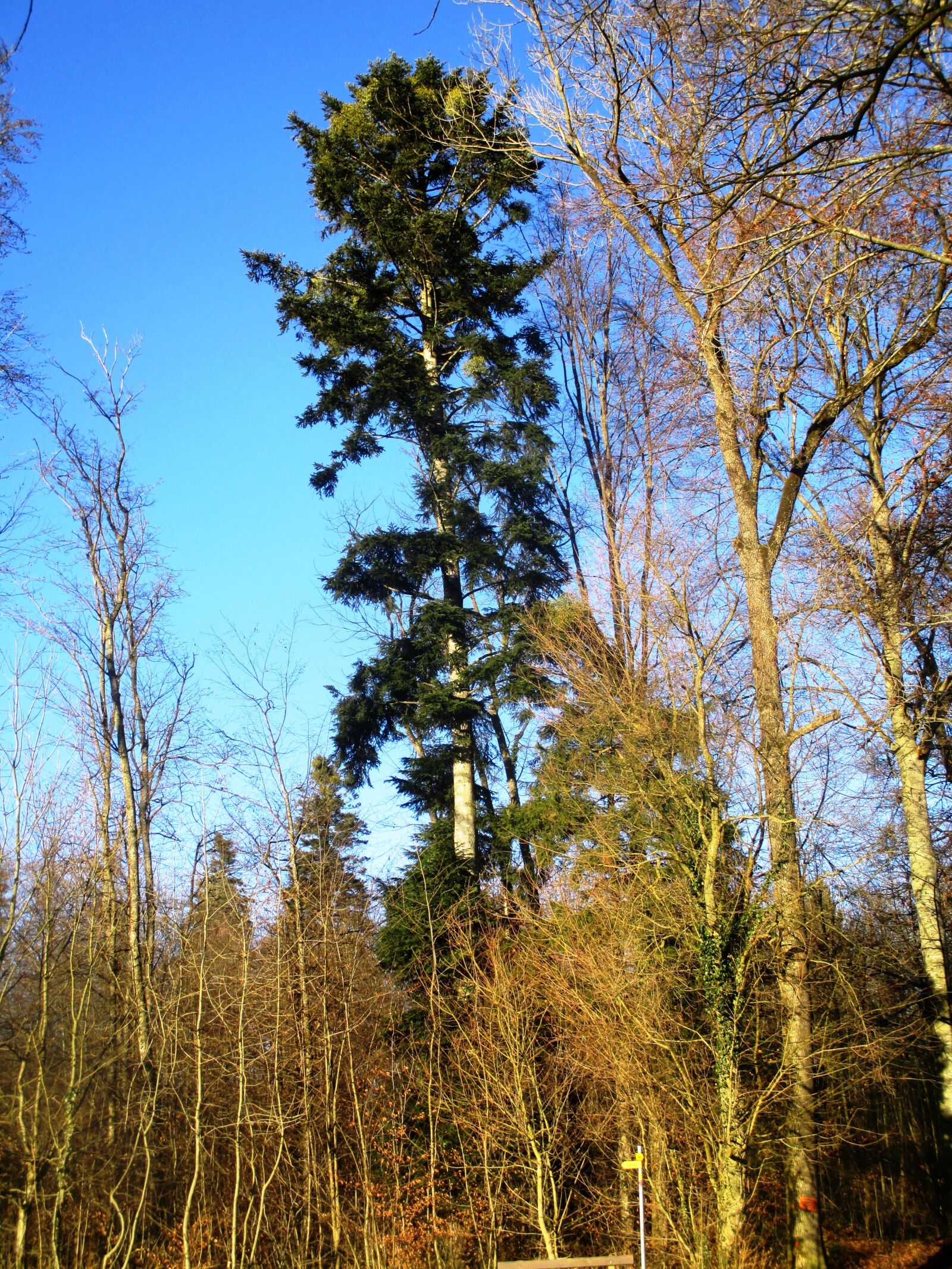 Canon PowerShot ELPH 115 IS (IXUS 132 / IXY 90F) sample photo. Green, forest, sky blue photography