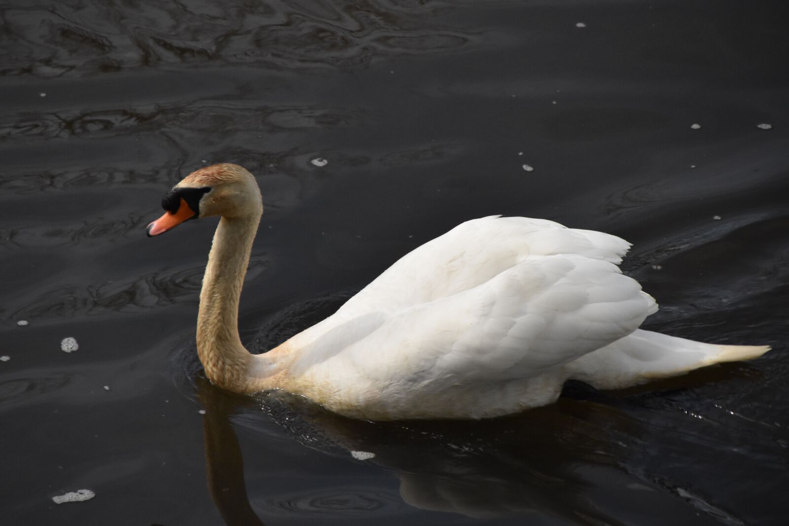 Nikon D3500 sample photo. Swan, bird, animal photography