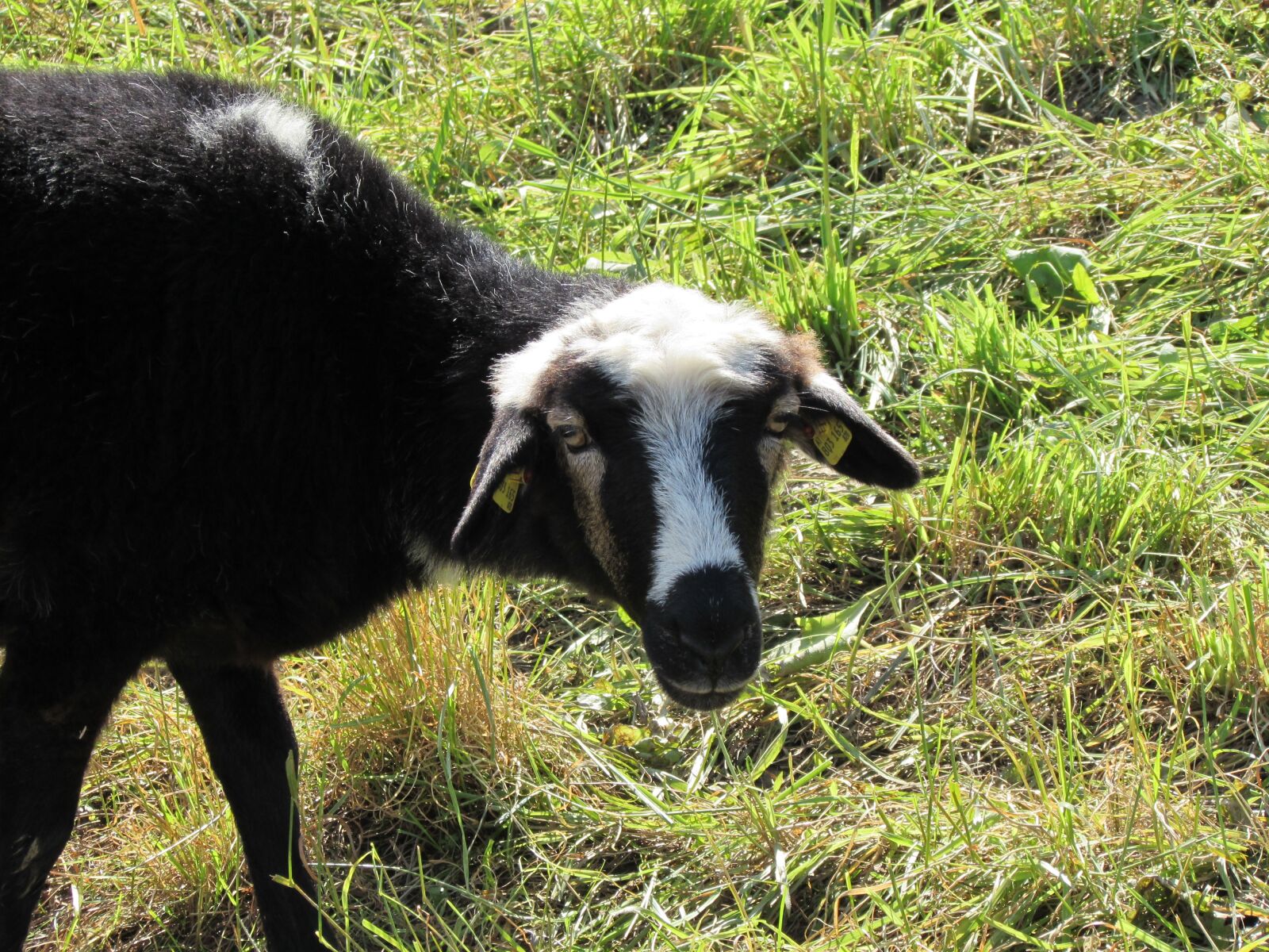 Canon PowerShot SX510 HS sample photo. Sheep, grass, graze photography