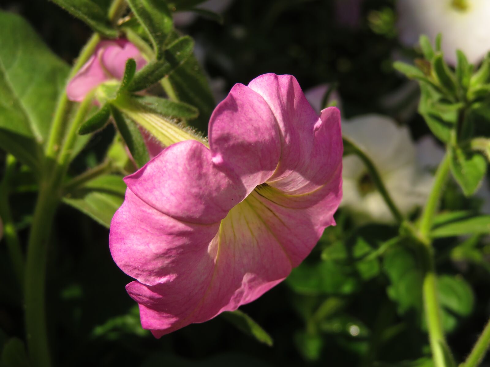 Canon PowerShot SX720 HS sample photo. Petunia, pink, flower photography