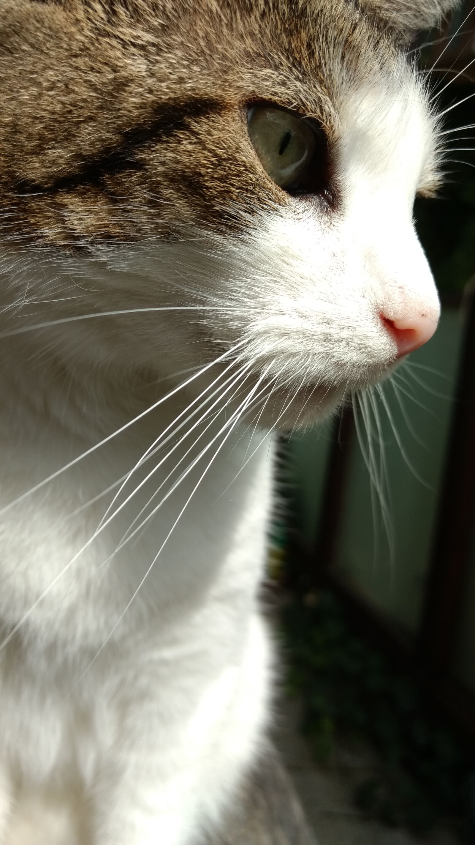 Motorola Moto G (4) sample photo. Kitten, animal, cute photography