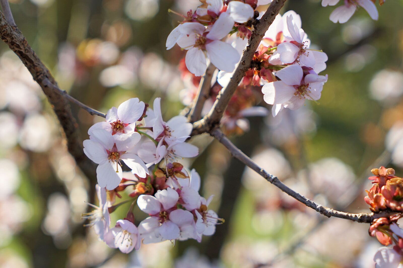 Sony a7 II sample photo. Cherry tree, cherry blossom photography
