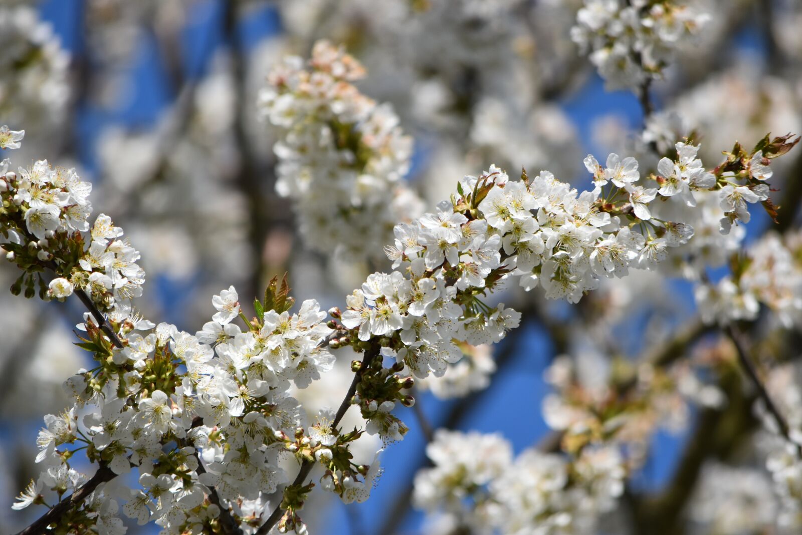 Nikon D5500 sample photo. Cherry blossom, blossom, bloom photography
