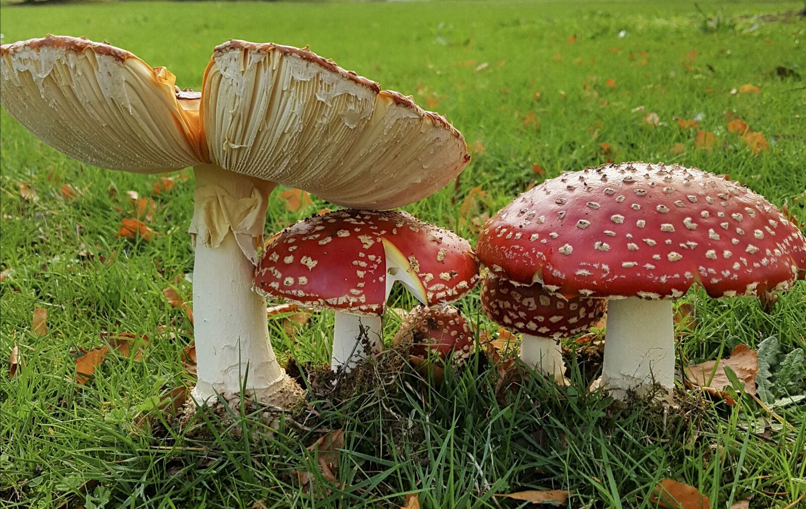 Samsung Galaxy S7 sample photo. Nature, fungi, mushroom photography