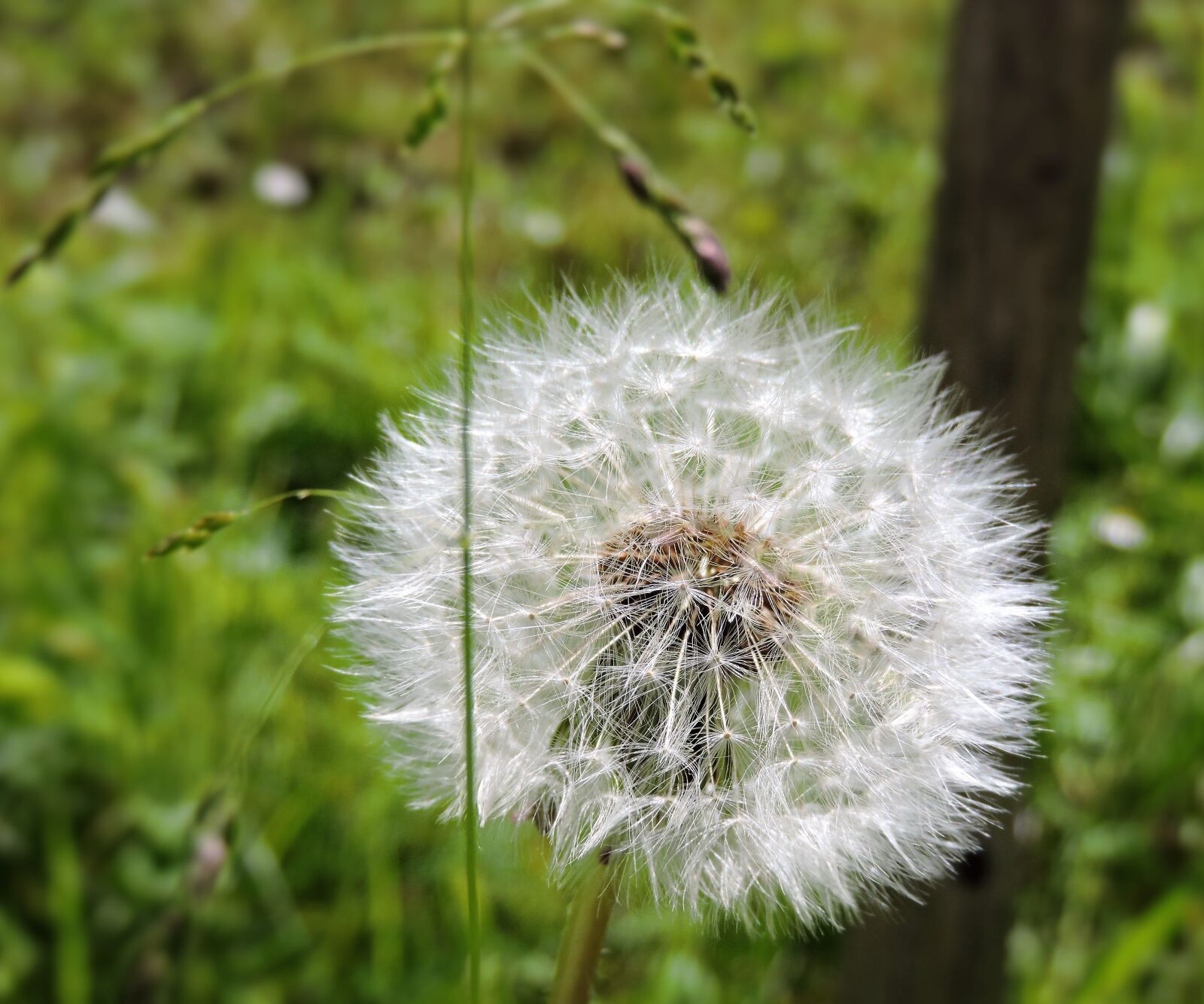 Nikon Coolpix P530 sample photo. Dandelion, summer, meadow photography