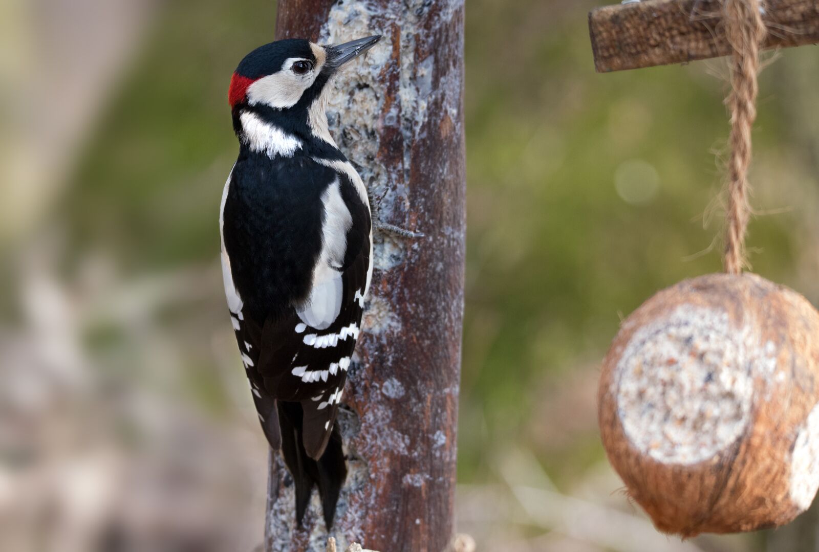 Canon EOS 6D Mark II sample photo. Great spotted woodpecker, chuck photography