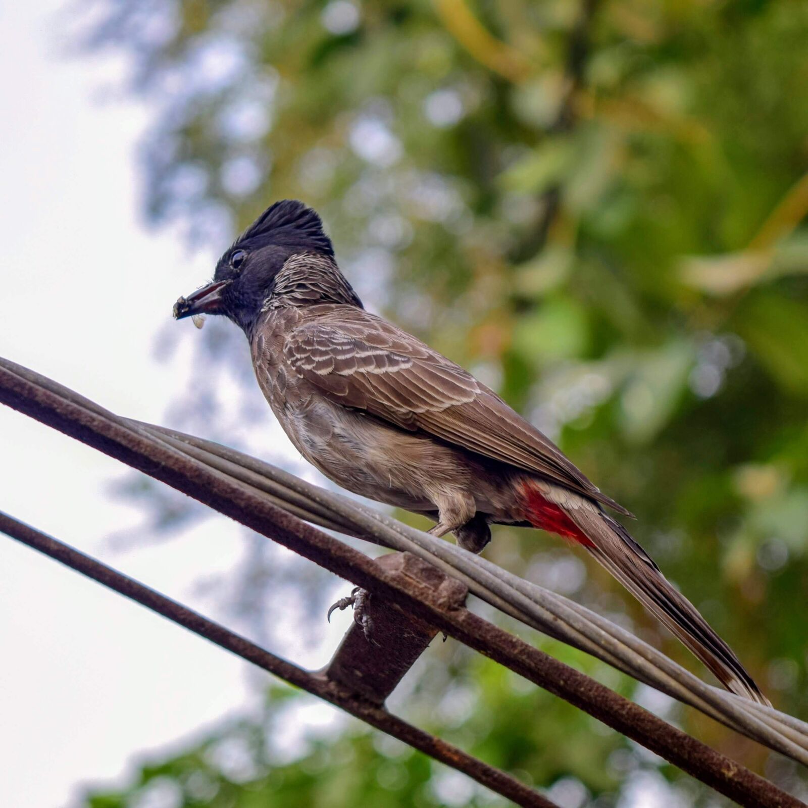 Nikon D5300 sample photo. Birds, nature, animal photography