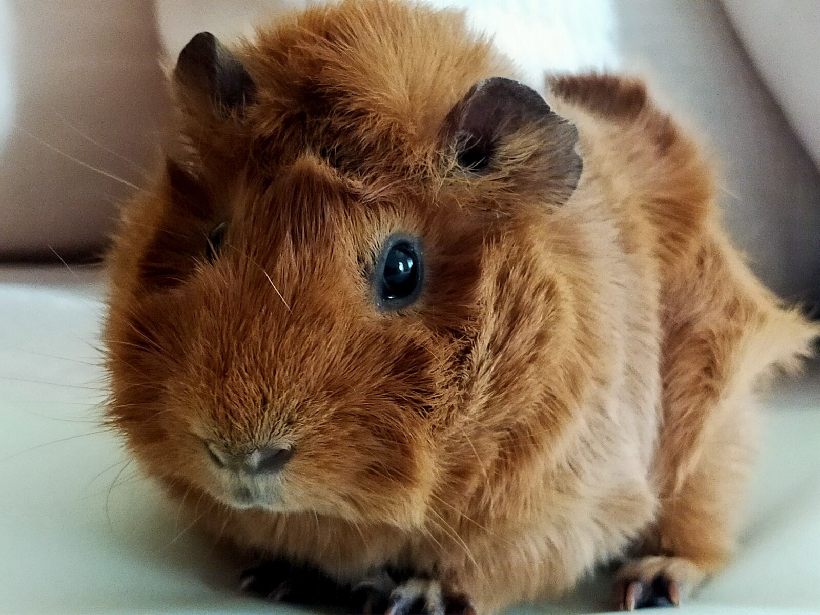 OPPO A9 2020 sample photo. Guinea pig, brown, contest photography