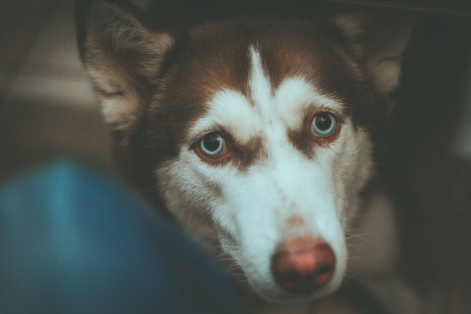 Canon EOS 7D + Canon EF 50mm F1.8 STM sample photo. Dog, cute, pet photography