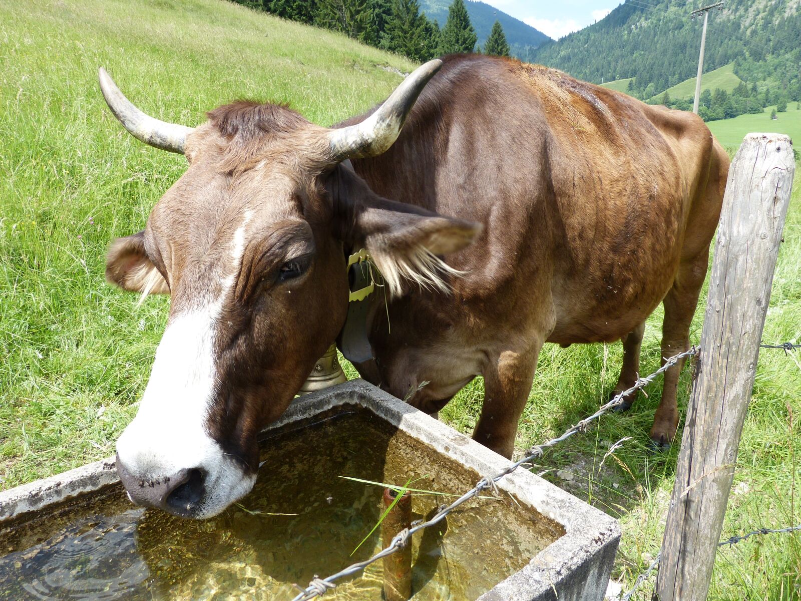 Panasonic Lumix DMC-FZ150 sample photo. Cow, cow calf, allg photography