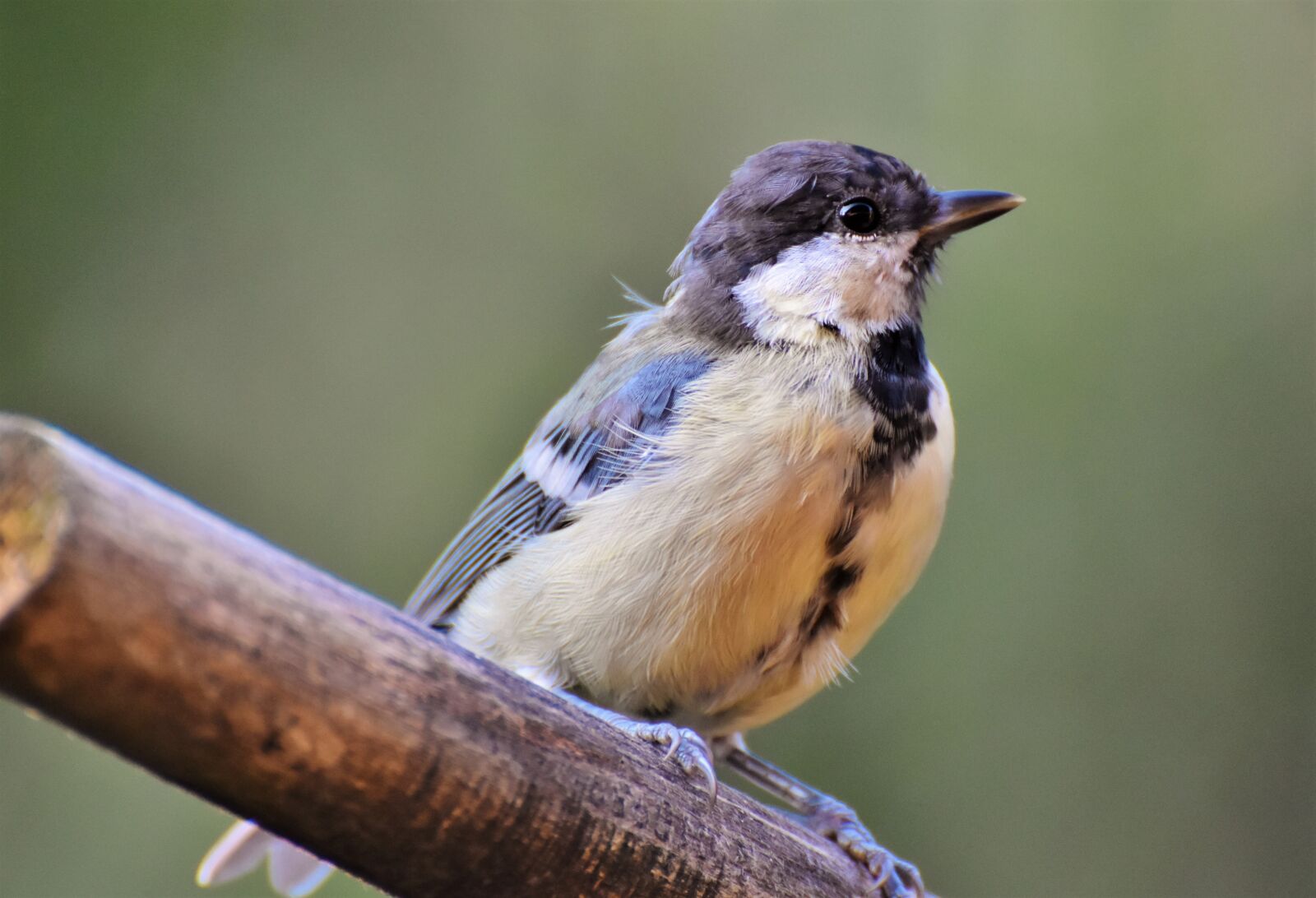 Nikon D7200 sample photo. Tit, bird, songbird photography