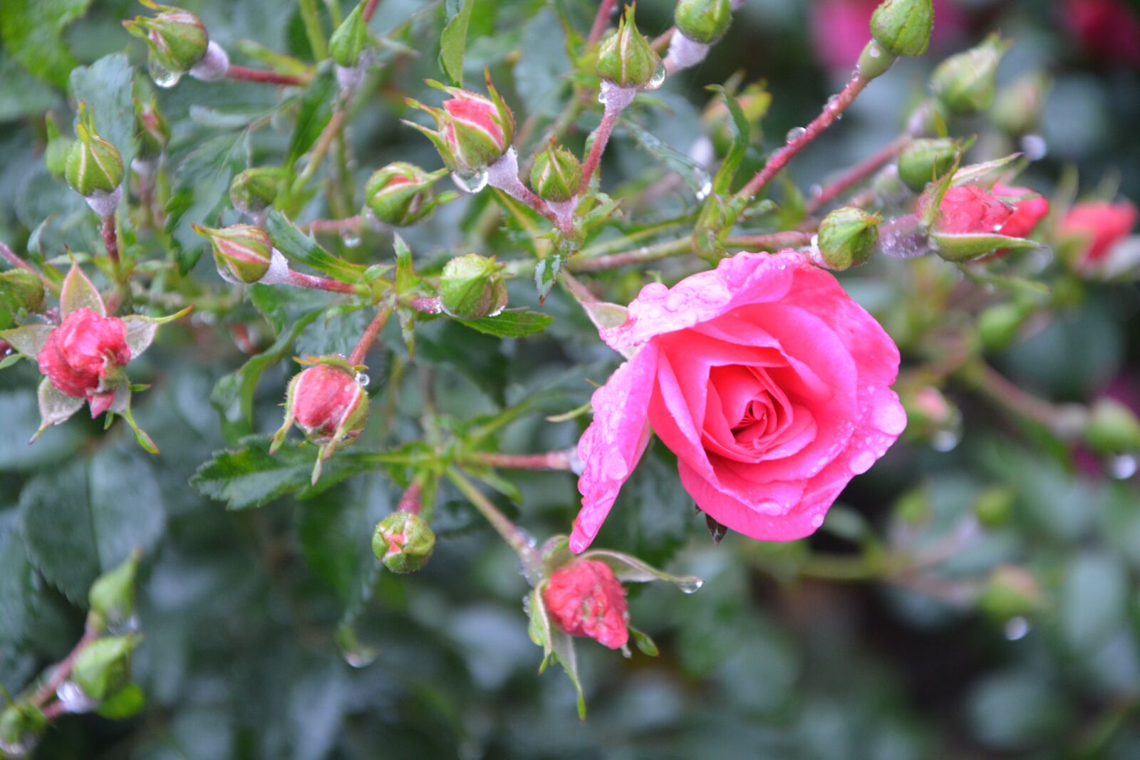 Nikon D5200 sample photo. Pink, pink buttons, rosebush photography
