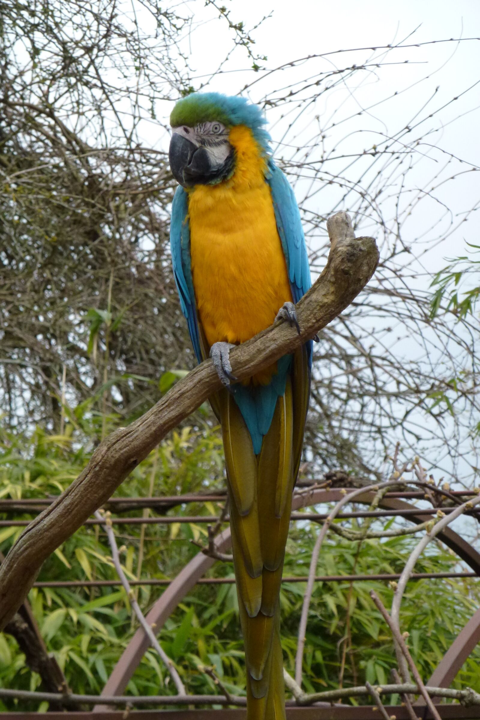 Panasonic Lumix DMC-ZS10 (Lumix DMC-TZ20 / Lumix DMC-TZ22) sample photo. Parrot, blue, yellow photography