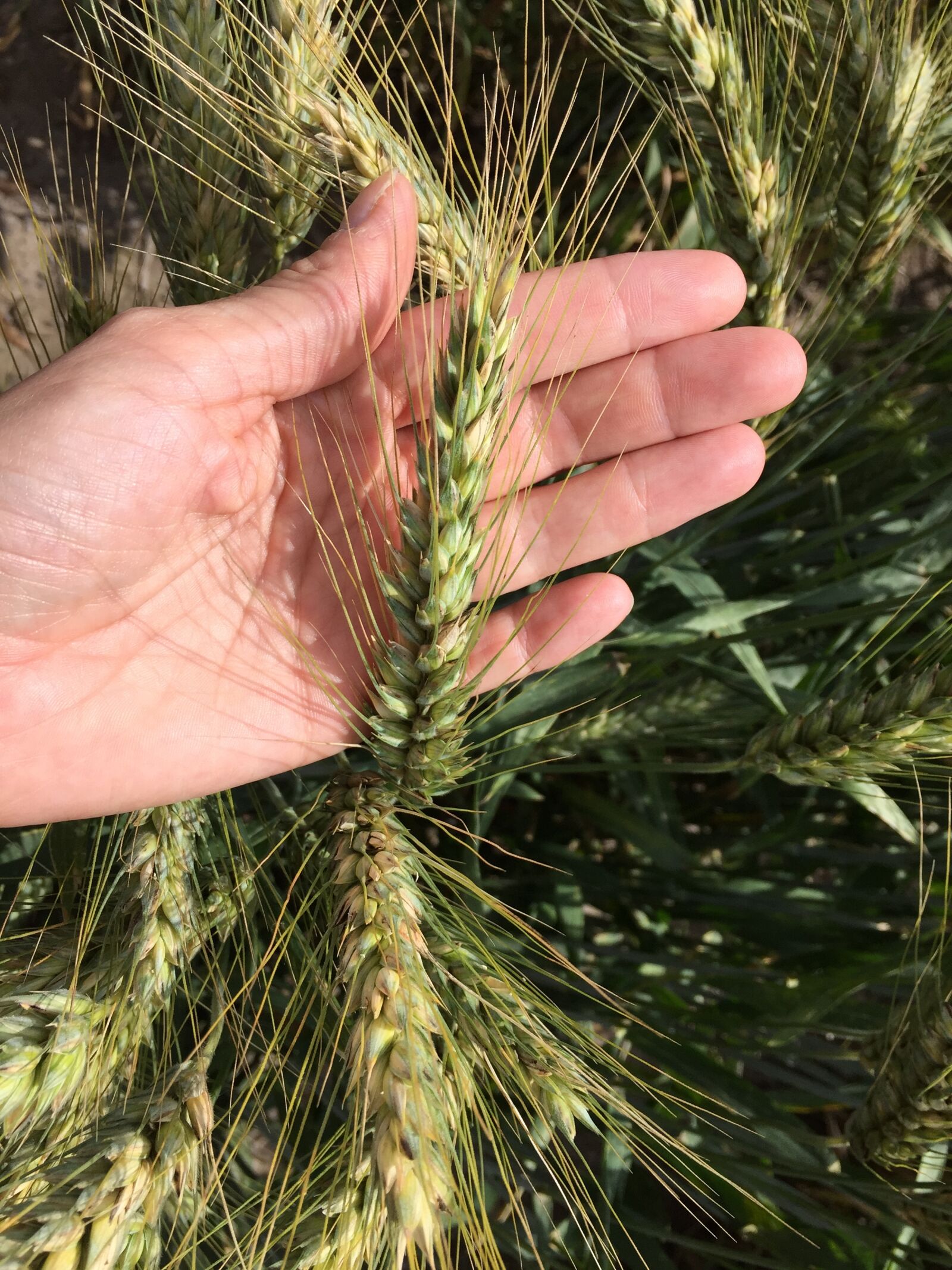 Apple iPhone 6 sample photo. Ear, wheat, woman, s photography