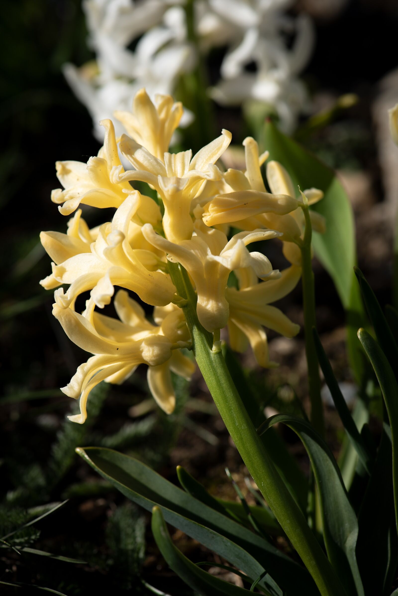 Nikon D750 sample photo. Hyacinth, yellow, flower photography
