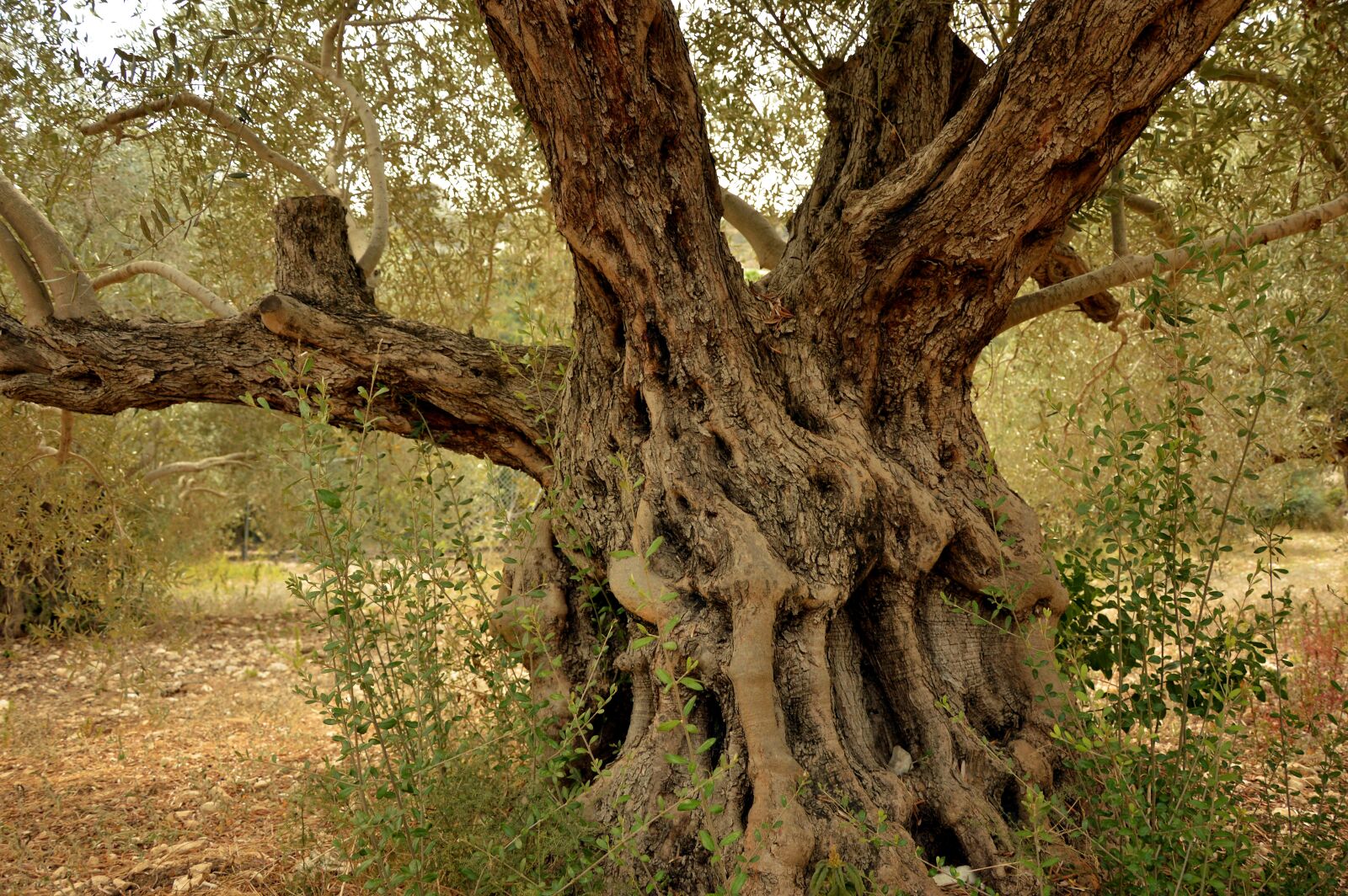 Nikon D3200 sample photo. Olive tree, tree, tribe photography