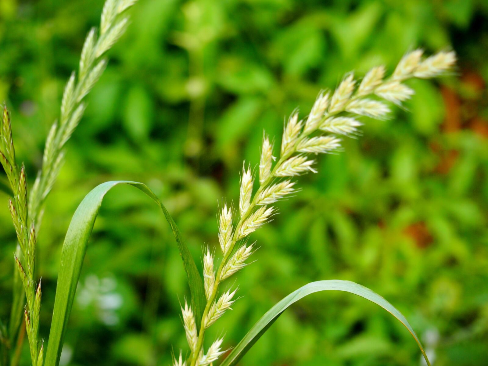 Olympus PEN E-PL3 sample photo. Wheat, grass, blade of photography