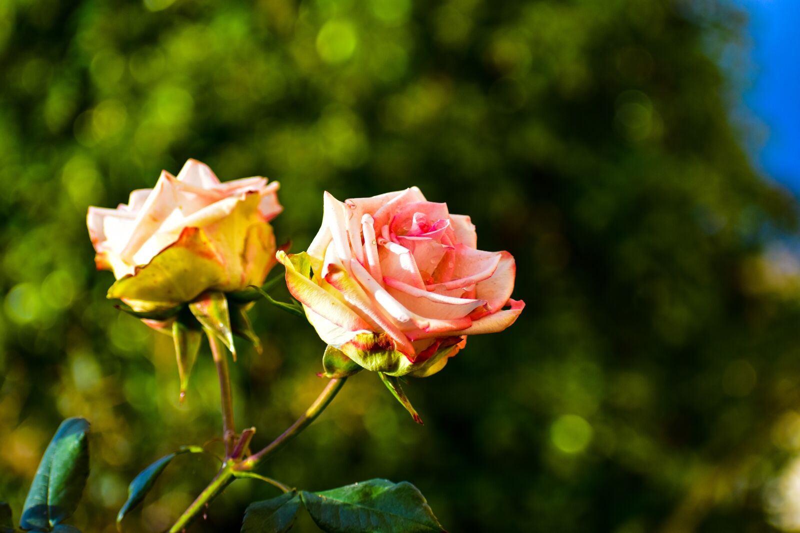 Nikon D3400 sample photo. Rosa, bella, flower photography