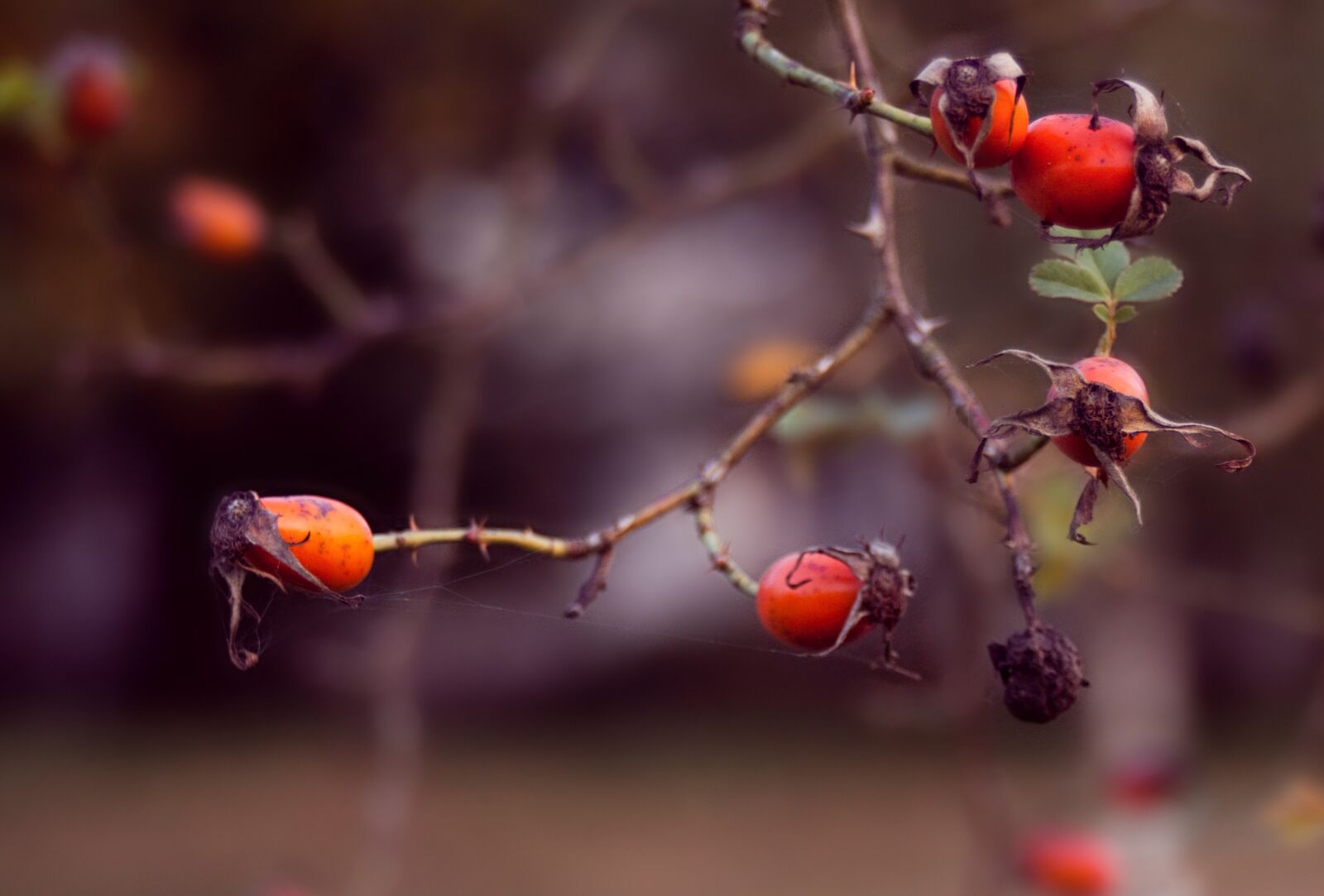 Canon EOS 500D (EOS Rebel T1i / EOS Kiss X3) sample photo. Berries, flower, tree photography
