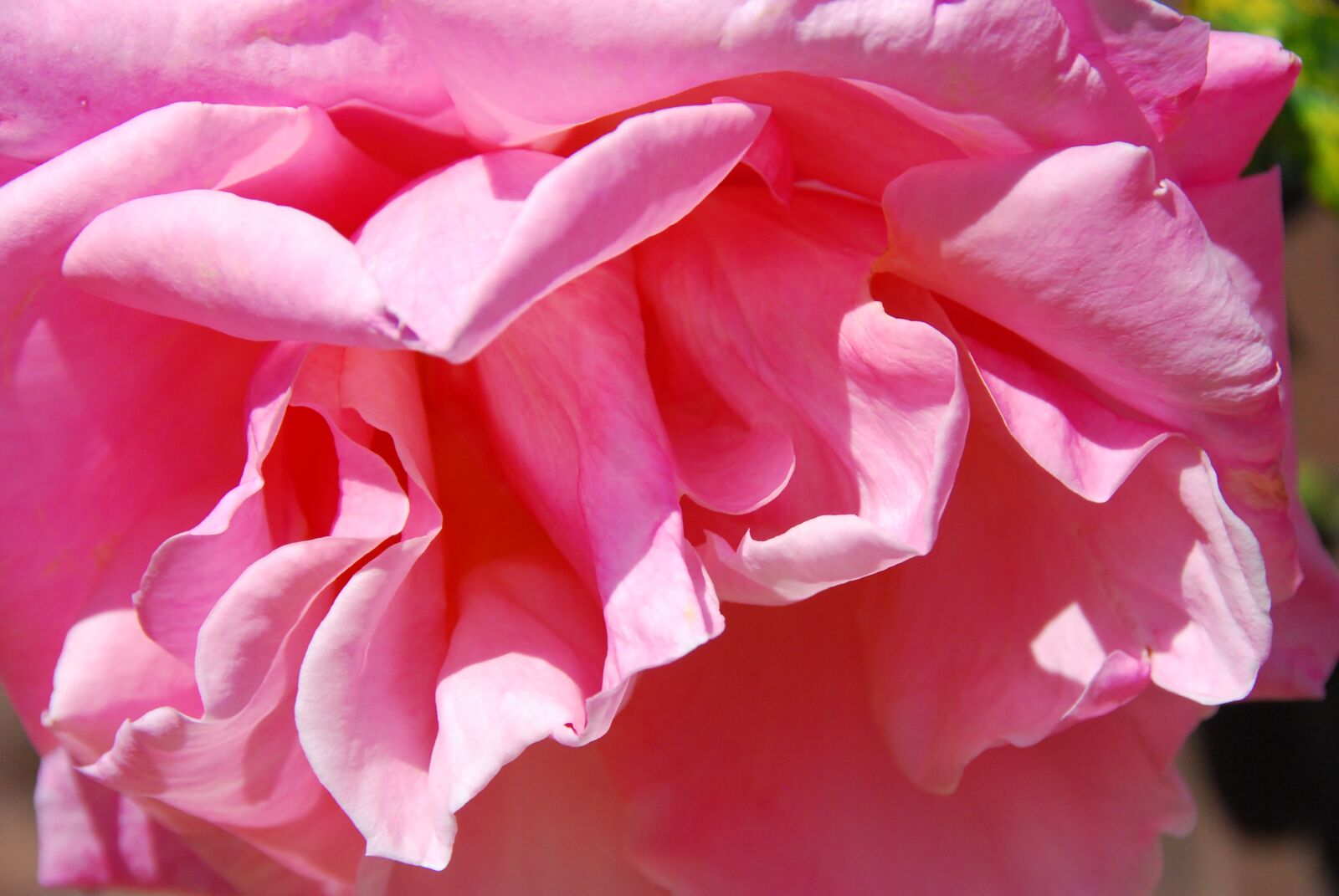 Nikon D60 sample photo. Flower, rose, pink photography