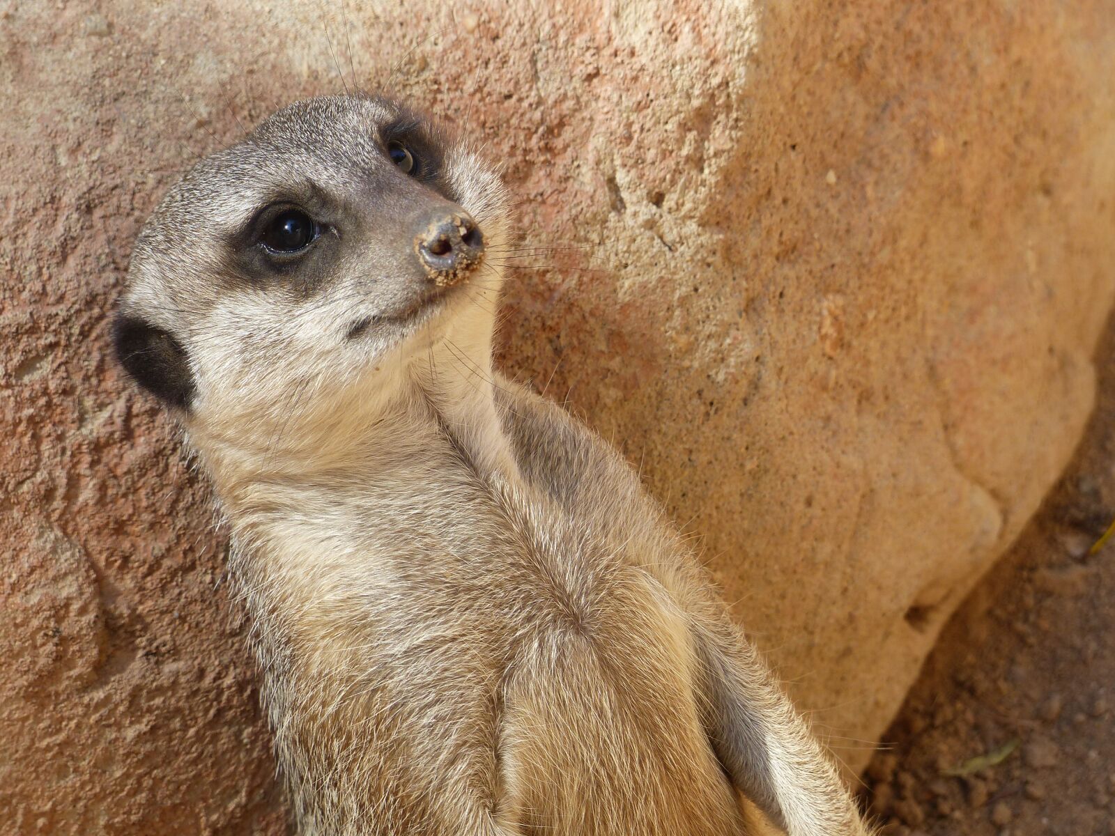 Panasonic Lumix DMC-FZ200 sample photo. Meerkat, zoo, animal photography