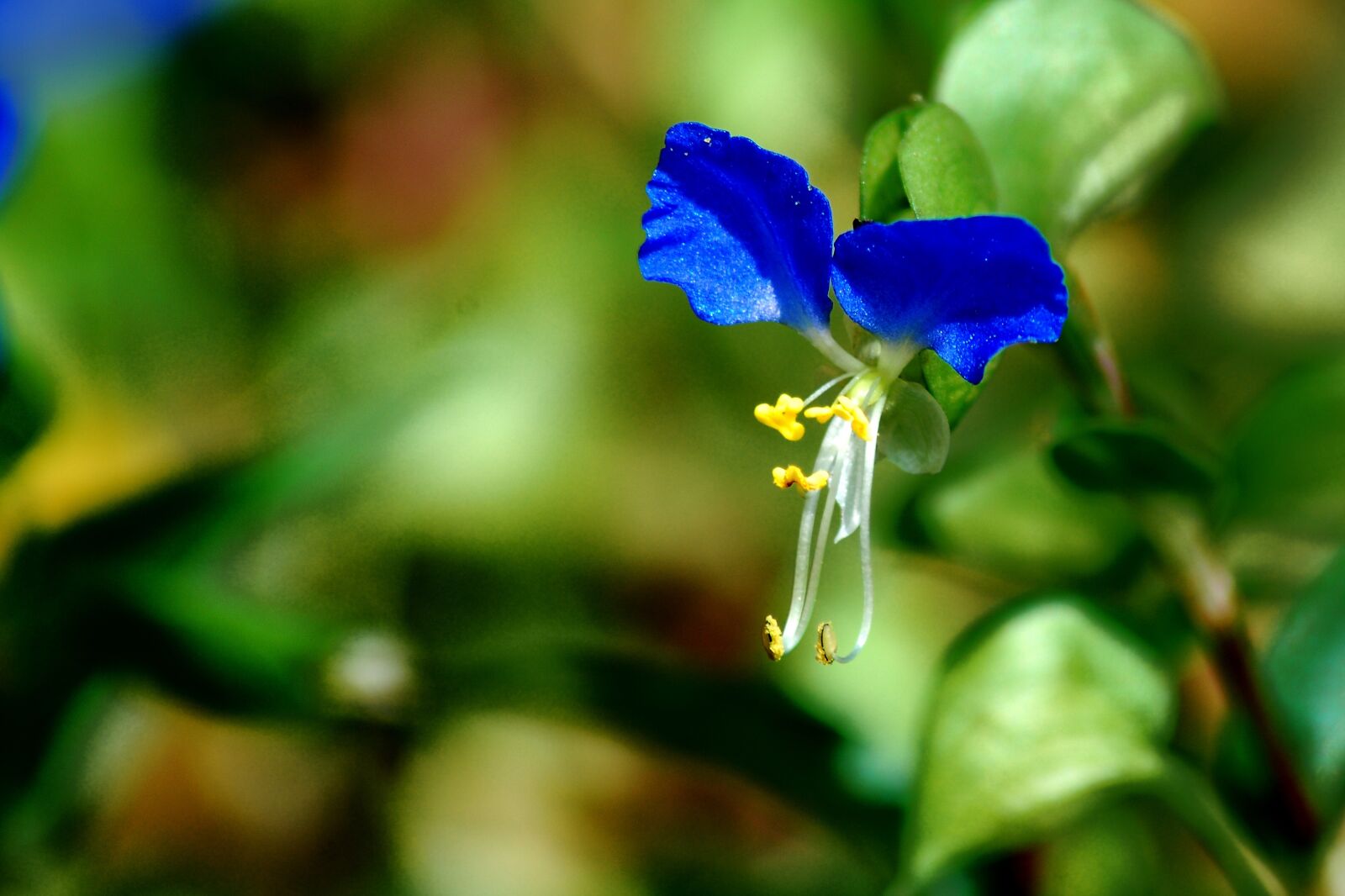 Nikon D80 sample photo. Small blue flowers, wild photography